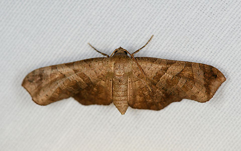 Brown Moth, Minggre, Arfak Mountains, Papua Somewhat similar to Curena sp. Arfak Mountains,Australia (continent),Geotagged,Indonesia,Minggre,New Guinea,Papua,Papua 2023,Spring,Vogelkop,West Papua,Western New Guinea