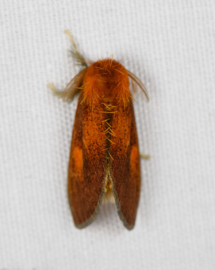 Nygmiini, Minggre, Arfak Mountains, Papua Last photo of this first mothing night in the Arfak mountains, but more sessions are to follow. Arfak Mountains,Australia (continent),Geotagged,Indonesia,Minggre,New Guinea,Papua,Papua 2023,Spring,Vogelkop,West Papua,Western New Guinea