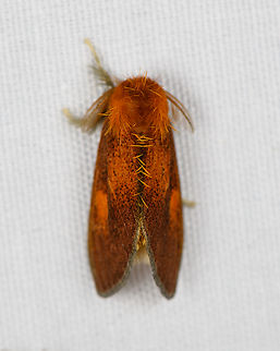 Nygmiini, Minggre, Arfak Mountains, Papua Last photo of this first mothing night in the Arfak mountains, but more sessions are to follow. Arfak Mountains,Australia (continent),Geotagged,Indonesia,Minggre,New Guinea,Papua,Papua 2023,Spring,Vogelkop,West Papua,Western New Guinea