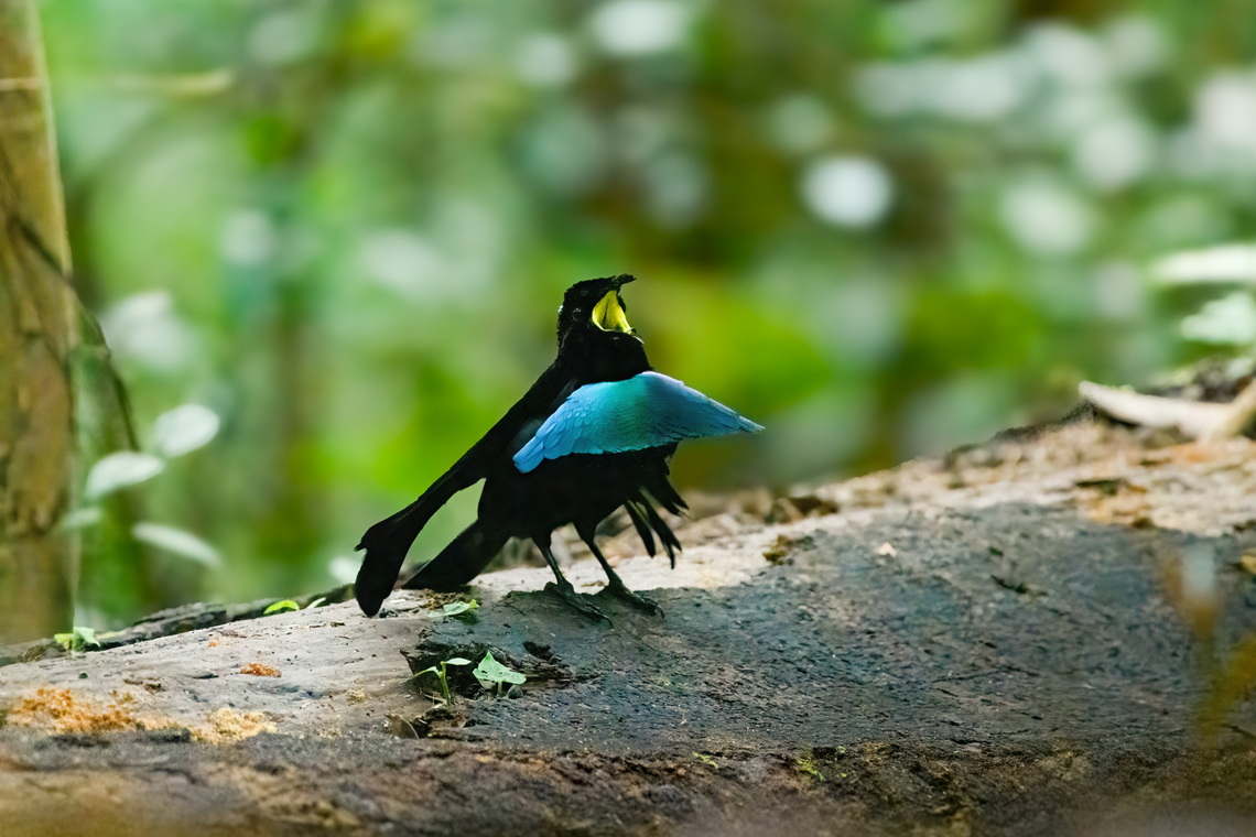 Vogelkop Lophorina, Minggre, Arfak Mountains, Papua A new day, a new meeting with an iconic species of bird. <br />
<br />
Many people may be familiar with the legendary and hilarious male dance of the Superb Bird-of-Paradise as featured in BBC documentaries. That bird is now considered to be the Greater Lophorina (Lophorina superba) whilst the species found here in Vogelkop is called the Vogelkop Lophorina (Lophorina niedda).<br />
<br />
Unfortunately, no female was around so the male dance was not triggered, but we&#039;re still happy to have seen it at all. For the full dance ritual, do check out the videos below:<br />
<br />
<section class="video"><iframe width="448" height="282" src="https://www.youtube-nocookie.com/embed/5jMTuuhTeqU?hd=1&autoplay=0&rel=0" frameborder="0" allowfullscreen></iframe></section><br />
<section class="video"><iframe width="448" height="282" src="https://www.youtube-nocookie.com/embed/XWjx6oSgC4M?hd=1&autoplay=0&rel=0" frameborder="0" allowfullscreen></iframe></section><br />
<br />
I&#039;ll end with another astonishing fact. This bird features &quot;super black&quot; feathers.<br />
<a href="https://www.ncbi.nlm.nih.gov/pmc/articles/PMC5760687/" rel="nofollow">https://www.ncbi.nlm.nih.gov/pmc/articles/PMC5760687/</a><br />
<br />
The theory being that the ultra low reflection of the black feathers maximizes the contrast with the bright feathers. This basically means that this bird invented an OLED TV. Arfak Mountains,Australia (continent),Crescent-caped lophorina,Geotagged,Indonesia,Lophorina niedda,Minggre,New Guinea,Papua,Papua 2023,Spring,Vogelkop,West Papua,Western New Guinea