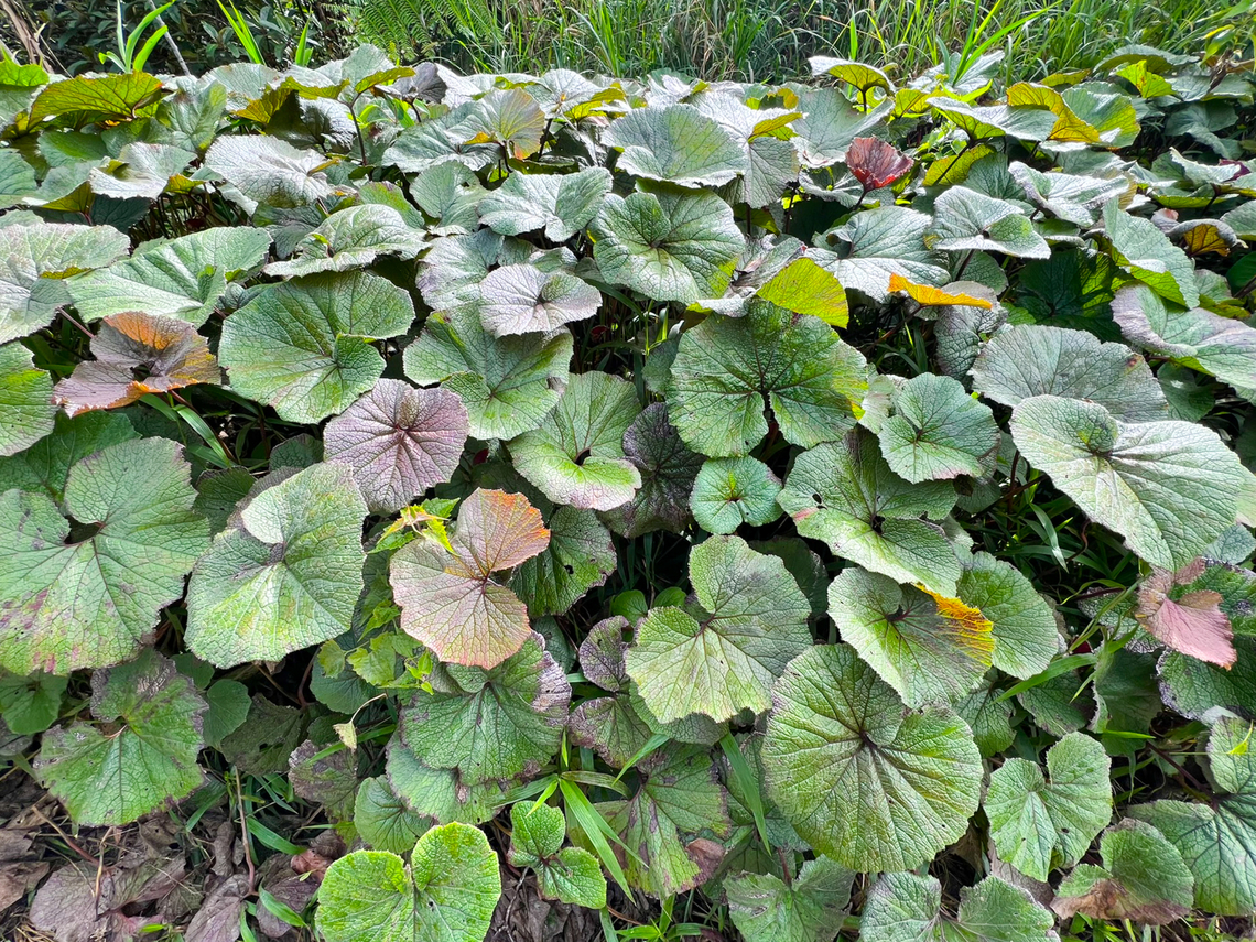 Gunnera macrophylla, Minggre, Arfak Mountains, Papua <figure class="photo"><a href="https://www.jungledragon.com/image/158152/gunnera_macrophylla_-_leaf_minggre_arfak_mountains_papua.html" title="Gunnera macrophylla - leaf, Minggre, Arfak Mountains, Papua"><img src="https://s3.amazonaws.com/media.jungledragon.com/images/2/158152_thumb.jpg?AWSAccessKeyId=05GMT0V3GWVNE7GGM1R2&Expires=1759968010&Signature=CnqYrJLeuHnhbcSgC9%2FN%2BgGHpq4%3D" width="200" height="150" alt="Gunnera macrophylla - leaf, Minggre, Arfak Mountains, Papua https://www.jungledragon.com/image/158151/gunnera_macrophylla_minggre_arfak_mountains_papua.html Arfak Mountains,Australia (continent),Geotagged,Gunnera macrophylla,Indonesia,Minggre,New Guinea,Papua,Papua 2023,Spring,Vogelkop,West Papua,Western New Guinea" /></a></figure> Arfak Mountains,Australia (continent),Geotagged,Gunnera macrophylla,Indonesia,Minggre,New Guinea,Papua,Papua 2023,Spring,Vogelkop,West Papua,Western New Guinea