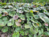 Gunnera macrophylla, Minggre, Arfak Mountains, Papua https://www.jungledragon.com/image/158152/gunnera_macrophylla_-_leaf_minggre_arfak_mountains_papua.html Arfak Mountains,Australia (continent),Geotagged,Gunnera macrophylla,Indonesia,Minggre,New Guinea,Papua,Papua 2023,Spring,Vogelkop,West Papua,Western New Guinea
