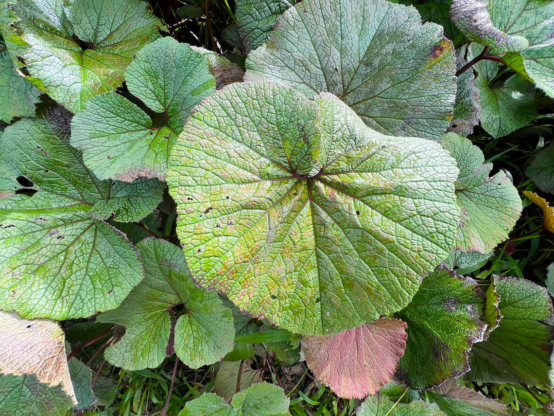 Gunnera macrophylla - leaf, Minggre, Arfak Mountains, Papua <figure class="photo"><a href="https://www.jungledragon.com/image/158151/gunnera_macrophylla_minggre_arfak_mountains_papua.html" title="Gunnera macrophylla, Minggre, Arfak Mountains, Papua"><img src="https://s3.amazonaws.com/media.jungledragon.com/images/2/158151_thumb.jpg?AWSAccessKeyId=05GMT0V3GWVNE7GGM1R2&Expires=1767225610&Signature=9qXSvEmh85HIG4rJC7WW%2BPKY%2FwA%3D" width="200" height="150" alt="Gunnera macrophylla, Minggre, Arfak Mountains, Papua https://www.jungledragon.com/image/158152/gunnera_macrophylla_-_leaf_minggre_arfak_mountains_papua.html Arfak Mountains,Australia (continent),Geotagged,Gunnera macrophylla,Indonesia,Minggre,New Guinea,Papua,Papua 2023,Spring,Vogelkop,West Papua,Western New Guinea" /></a></figure> Arfak Mountains,Australia (continent),Geotagged,Gunnera macrophylla,Indonesia,Minggre,New Guinea,Papua,Papua 2023,Spring,Vogelkop,West Papua,Western New Guinea
