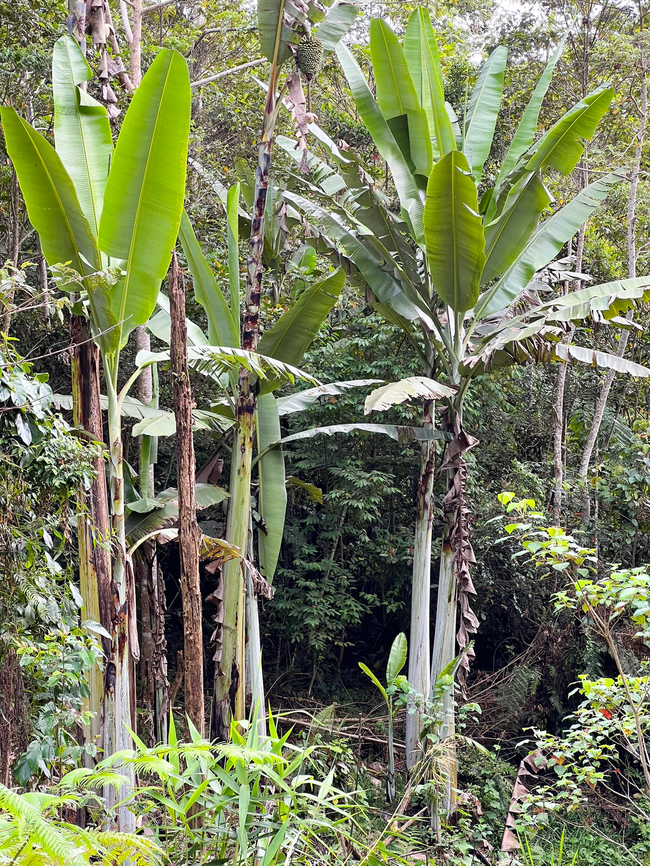 Musa ingens, Minggre, Arfak Mountains, Papua The photo does not do justice to the scale of this massive banana plant/tree. This is from about 20-30m of distance at an ultra wide angle of 9mm, just to fit it in a single frame. Just one leaf can grow up to 5m, and a cluster of its fruit up to 60kg in weight.<br />
<figure class="photo"><a href="https://www.jungledragon.com/image/158154/musa_ingens_-_fruit_minggre_arfak_mountains_papua.html" title="Musa ingens - fruit, Minggre, Arfak Mountains, Papua"><img src="https://s3.amazonaws.com/media.jungledragon.com/images/2/158154_thumb.jpg?AWSAccessKeyId=05GMT0V3GWVNE7GGM1R2&Expires=1759968010&Signature=fS591emtzQuuyoYh%2BvlSbJjhcfQ%3D" width="126" height="152" alt="Musa ingens - fruit, Minggre, Arfak Mountains, Papua https://www.jungledragon.com/image/158153/musa_ingens_minggre_arfak_mountains_papua.html Arfak Mountains,Australia (continent),Geotagged,Giant Highland Banana,Indonesia,Minggre,Musa ingens,New Guinea,Papua,Papua 2023,Spring,Vogelkop,West Papua,Western New Guinea" /></a></figure> Arfak Mountains,Australia (continent),Geotagged,Indonesia,Minggre,Musa ingens,New Guinea,Papua,Papua 2023,Spring,Vogelkop,West Papua,Western New Guinea