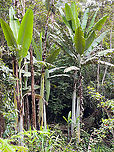 Musa ingens, Minggre, Arfak Mountains, Papua The photo does not do justice to the scale of this massive banana plant/tree. This is from about 20-30m of distance at an ultra wide angle of 9mm, just to fit it in a single frame. Just one leaf can grow up to 5m, and a cluster of its fruit up to 60kg in weight.<br />
https://www.jungledragon.com/image/158154/musa_ingens_-_fruit_minggre_arfak_mountains_papua.html Arfak Mountains,Australia (continent),Geotagged,Indonesia,Minggre,Musa ingens,New Guinea,Papua,Papua 2023,Spring,Vogelkop,West Papua,Western New Guinea