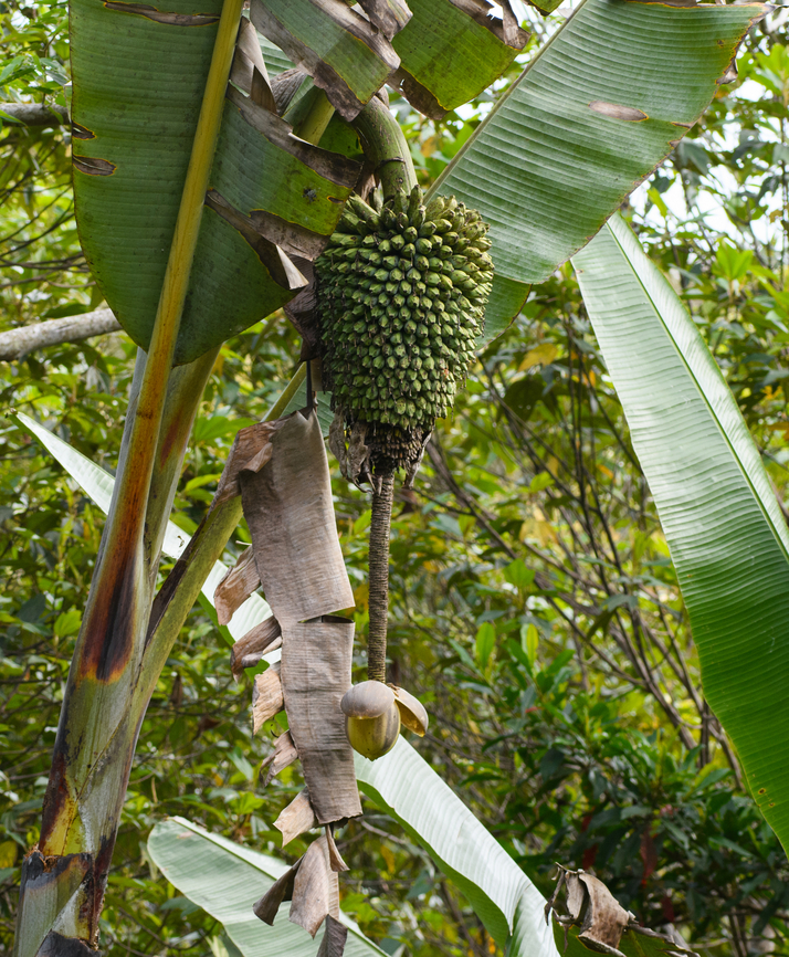 Musa ingens - fruit, Minggre, Arfak Mountains, Papua <figure class="photo"><a href="https://www.jungledragon.com/image/158153/musa_ingens_minggre_arfak_mountains_papua.html" title="Musa ingens, Minggre, Arfak Mountains, Papua"><img src="https://s3.amazonaws.com/media.jungledragon.com/images/2/158153_thumb.jpg?AWSAccessKeyId=05GMT0V3GWVNE7GGM1R2&Expires=1759968010&Signature=3h5qN5uGVRM8tkwJVJrVw%2BrsIn8%3D" width="114" height="152" alt="Musa ingens, Minggre, Arfak Mountains, Papua The photo does not do justice to the scale of this massive banana plant/tree. This is from about 20-30m of distance at an ultra wide angle of 9mm, just to fit it in a single frame. Just one leaf can grow up to 5m, and a cluster of its fruit up to 60kg in weight.<br />
https://www.jungledragon.com/image/158154/musa_ingens_-_fruit_minggre_arfak_mountains_papua.html Arfak Mountains,Australia (continent),Geotagged,Indonesia,Minggre,Musa ingens,New Guinea,Papua,Papua 2023,Spring,Vogelkop,West Papua,Western New Guinea" /></a></figure> Arfak Mountains,Australia (continent),Geotagged,Giant Highland Banana,Indonesia,Minggre,Musa ingens,New Guinea,Papua,Papua 2023,Spring,Vogelkop,West Papua,Western New Guinea