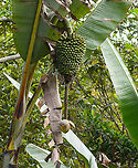 Musa ingens - fruit, Minggre, Arfak Mountains, Papua https://www.jungledragon.com/image/158153/musa_ingens_minggre_arfak_mountains_papua.html Arfak Mountains,Australia (continent),Geotagged,Giant Highland Banana,Indonesia,Minggre,Musa ingens,New Guinea,Papua,Papua 2023,Spring,Vogelkop,West Papua,Western New Guinea