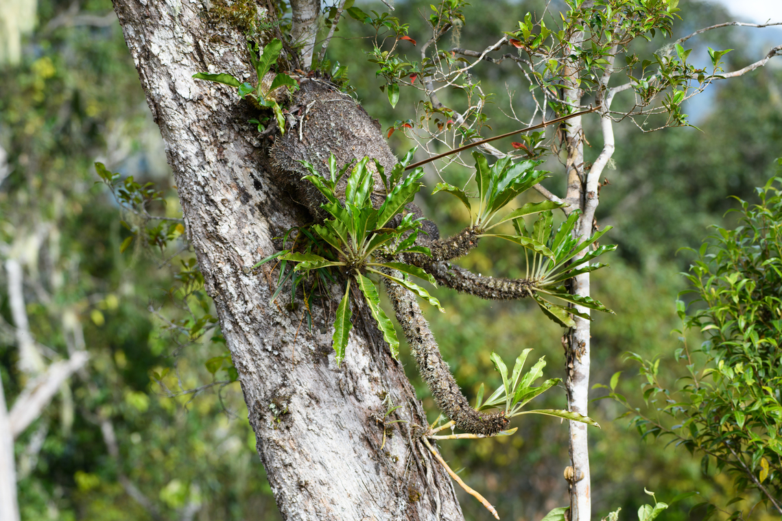 Myrmecodia brassii, Minggre, Arfak Mountains, Papua Tentative ID. This is likely Myrmecodia brassii based on appearance and altitude. The main alternative candidate is Myrmecodia lamii. Myrmecodia lamii is more terrestrial (growing on the ground, not in trees) but there's photos of exceptions where it looks similar to Myrmecodia brassii. I'll see if I can find an expert to confirm my ID. Arfak Mountains,Australia (continent),Geotagged,Indonesia,Minggre,Myrmecodia brassii,New Guinea,Papua,Papua 2023,Spring,Vogelkop,West Papua,Western New Guinea