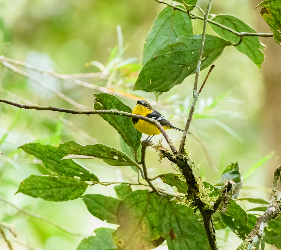 Black-breasted Boatbill, Minggre, Arfak Mountains, Papua  Arfak Mountains,Australia (continent),Black-breasted boatbill,Geotagged,Indonesia,Machaerirhynchus nigripectus,Minggre,New Guinea,Papua,Papua 2023,Spring,Vogelkop,West Papua,Western New Guinea