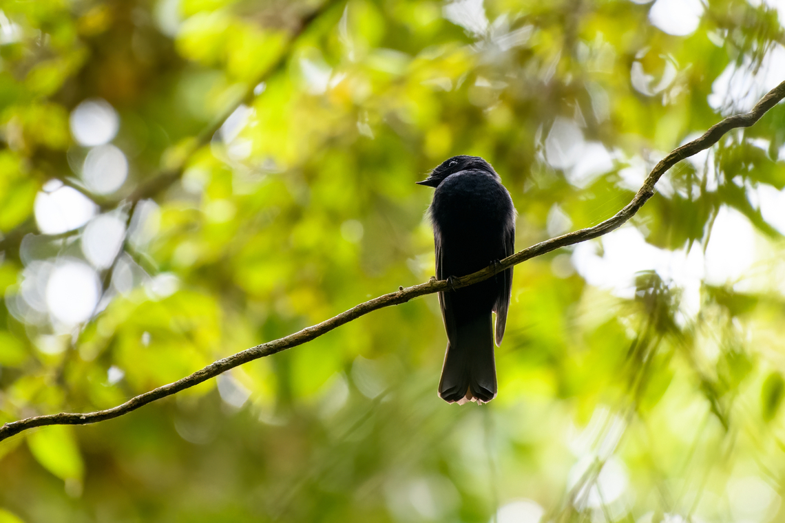 Drongo Fantail, Minggre, Arfak Mountains, Papua  Arfak Mountains,Australia (continent),Chaetorhynchus papuensis,Drongo fantail,Geotagged,Indonesia,Minggre,New Guinea,Papua,Papua 2023,Spring,Vogelkop,West Papua,Western New Guinea