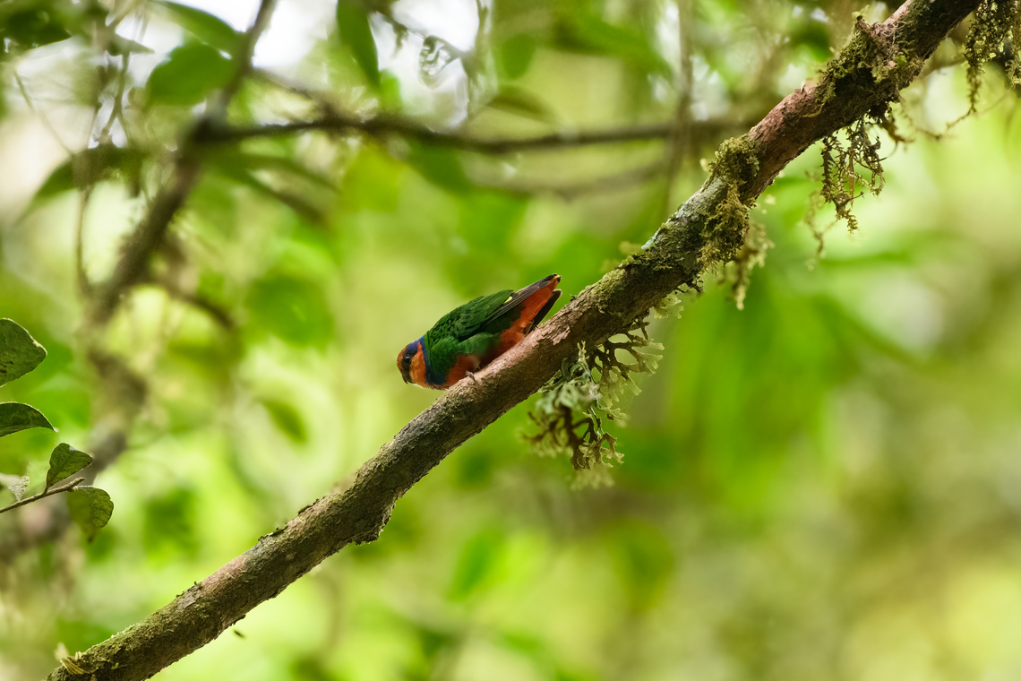 Red-breasted Pygmy-Parrot, Minggre, Arfak Mountains, Papua Only 8cm in length, these tiny cute parrot feed mostly on lichens. Arfak Mountains,Australia (continent),Geotagged,Indonesia,Micropsitta bruijnii,Minggre,New Guinea,Papua,Papua 2023,Red-breasted Pygmy-Parrot,Spring,Vogelkop,West Papua,Western New Guinea