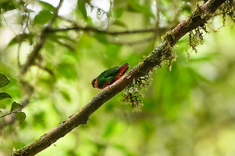 Red-breasted Pygmy-Parrot, Minggre, Arfak Mountains, Papua Only 8cm in length, these tiny cute parrot feed mostly on lichens. Arfak Mountains,Australia (continent),Geotagged,Indonesia,Micropsitta bruijnii,Minggre,New Guinea,Papua,Papua 2023,Red-breasted Pygmy-Parrot,Spring,Vogelkop,West Papua,Western New Guinea