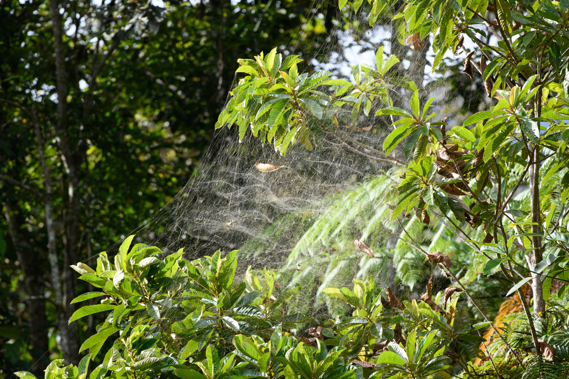 Dome Tent Spider - colonial web, Minggre, Arfak Mountains, Papua Distant shot of a massive colonial web of what is probably the Dome Tent Spider. More info in this earlier post:<br />
<figure class="photo"><a href="https://www.jungledragon.com/image/157448/dome_tent_spider_minggre_arfak_mountains_papua.html" title="Dome Tent Spider, Minggre, Arfak Mountains, Papua"><img src="https://s3.amazonaws.com/media.jungledragon.com/images/2/157448_thumb.jpg?AWSAccessKeyId=05GMT0V3GWVNE7GGM1R2&Expires=1759968010&Signature=xd0Emi0Ks2KaoZ7E2f9VJFKxSEw%3D" width="200" height="134" alt="Dome Tent Spider, Minggre, Arfak Mountains, Papua Interesting thing about this species is that it usually builds a solitary web, but sometimes a &quot;colonial&quot; web, which is enormous. This still does not make it a social spider as each individual will defend their own turf.<br />
https://www.jungledragon.com/image/157447/dome_tent_spider_-_colonial_web_minggre_arfak_mountains_papua.html<br />
https://www.jungledragon.com/image/157448/dome_tent_spider_minggre_arfak_mountains_papua.html<br />
https://www.jungledragon.com/image/157449/dome_tent_spider_-back_minggre_arfak_mountains_papua.html Arfak Mountains,Australia (continent),Cyrtophora moluccensis,Dome Tent Spider,Geotagged,Indonesia,Minggre,New Guinea,Papua,Papua 2023,Spring,Vogelkop,West Papua,Western New Guinea" /></a></figure> Arfak Mountains,Australia (continent),Geotagged,Indonesia,Minggre,New Guinea,Papua,Papua 2023,Spring,Vogelkop,West Papua,Western New Guinea