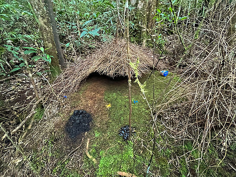 Vogelkop bowerbird nest, Minggre, Arfak Mountains, Papua This is the 3rd bower of the Vogelkop Bowerbird that we found. Wherever the species is found, there will usually be multiple of these temples within a calling distance, so that the female has options to pick the best gardener. This particular bower looks in progress or the male is a minimalist.

2nd bower:
https://www.jungledragon.com/image/157452/vogelkop_bowerbird_nest_minggre_arfak_mountains_papua.html
1st bower:

https://www.jungledragon.com/image/157242/vogelkop_bowerbird_-_temple_design_minggre_arfak_mountains.html Arfak Mountains,Australia (continent),Geotagged,Indonesia,Minggre,New Guinea,Papua,Papua 2023,Spring,Vogelkop,West Papua,Western New Guinea