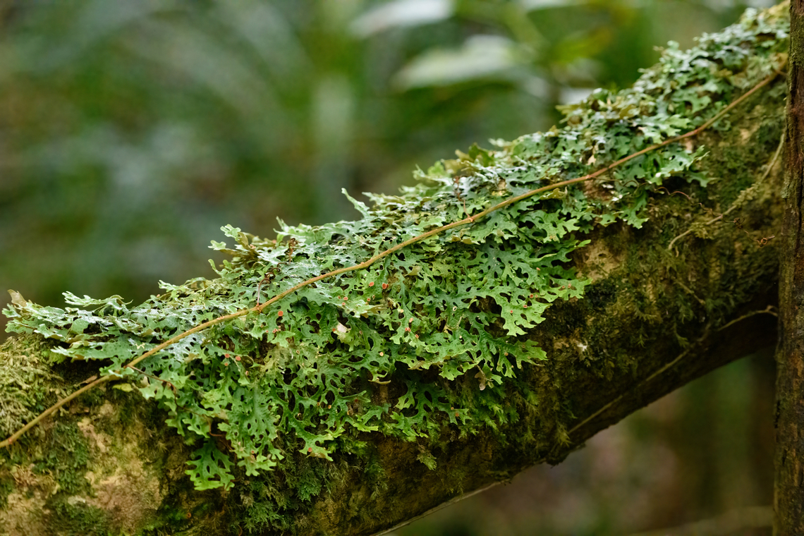 Lobariaceae lichen, Minggre, Arfak Mountains, Papua  Arfak Mountains,Australia (continent),Geotagged,Indonesia,Minggre,New Guinea,Papua,Papua 2023,Spring,Vogelkop,West Papua,Western New Guinea