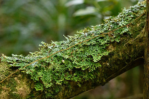 Lobariaceae lichen, Minggre, Arfak Mountains, Papua  Arfak Mountains,Australia (continent),Geotagged,Indonesia,Minggre,New Guinea,Papua,Papua 2023,Spring,Vogelkop,West Papua,Western New Guinea