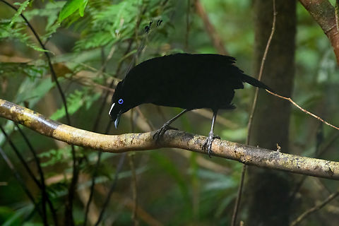 Western parotia, Minggre, Arfak Mountains, Papua It's tango time! The male of the Western Parotia puts other dancing birds to shame. He devotes his entire life to maintaining a spotless large dance floor and perfecting his complicated dance in order to woo a female jury.
My favorite moment is the initial bow, a clear signal that things are about to get serious. He proceeds to spin around the floor like a balerina whilst neck-flexing to an imaginary beat, meanwhile rotating his lengthy head feathers. At the end of the dance, he flashes some bright feathers, but this is only visible from the female perspective.
Be sure to watch the official video to appreciate the full dance, as well as Henriette's video of our observation. This set of photos/video was recorded across two different days, we visited the dance floor twice.
https://www.jungledragon.com/image/158306/western_parotia_minggre_arfak_mountains_papua.html
https://www.jungledragon.com/image/158307/western_parotia_-_male_bow_minggre_arfak_mountains_papua.html
https://www.jungledragon.com/image/158308/western_parotia_-_male_perched_minggre_arfak_mountains_papua.html
https://www.jungledragon.com/image/158309/western_parotia_-_female_minggre_arfak_mountains_papua.html
https://www.jungledragon.com/image/158310/western_parotia_-_male_cleaning_floor_minggre_arfak_mountains_papua.html
https://www.jungledragon.com/image/158311/western_parotia_-_male_dance_minggre_arfak_mountains_papua.html
https://www.jungledragon.com/image/158312/western_parotia_-_male_closeup_minggre_arfak_mountains_papua.html
https://www.youtube.com/watch?v=wTwOxcOqlCA
https://www.youtube.com/watch?v=R6-V1F6G7Kg
Arfak Mountains,Australia (continent),Geotagged,Indonesia,Minggre,New Guinea,Papua,Papua 2023,Parotia sefilata,Spring,Vogelkop,West Papua,Western New Guinea,Western parotia