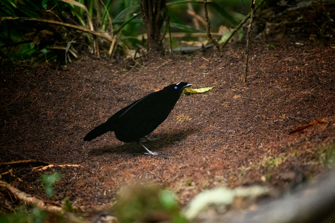 Western parotia - male bow, Minggre, Arfak Mountains, Papua It&#039;s tango time! The male of the Western Parotia puts other dancing birds to shame. He devotes his entire life to maintaining a spotless large dance floor and perfecting his complicated dance in order to woo a female jury.<br />
<br />
My favorite moment is the initial bow, a clear signal that things are about to get serious. He proceeds to spin around the floor like a balerina whilst neck-flexing to an imaginary beat, meanwhile rotating his lengthy head feathers. At the end of the dance, he flashes some bright feathers, but this is only visible from the female perspective.<br />
<br />
Be sure to watch the official video to appreciate the full dance, as well as Henriette&#039;s video of our observation. This set of photos/video was recorded across two different days, we visited the dance floor twice.<br />
<figure class="photo"><a href="https://www.jungledragon.com/image/158306/western_parotia_minggre_arfak_mountains_papua.html" title="Western parotia, Minggre, Arfak Mountains, Papua"><img src="https://s3.amazonaws.com/media.jungledragon.com/images/2/158306_thumb.jpg?AWSAccessKeyId=05GMT0V3GWVNE7GGM1R2&Expires=1769040010&Signature=yzvsHT9SQfoETJCKHunxmFB8cHg%3D" width="200" height="134" alt="Western parotia, Minggre, Arfak Mountains, Papua It&#039;s tango time! The male of the Western Parotia puts other dancing birds to shame. He devotes his entire life to maintaining a spotless large dance floor and perfecting his complicated dance in order to woo a female jury.<br />
<br />
My favorite moment is the initial bow, a clear signal that things are about to get serious. He proceeds to spin around the floor like a balerina whilst neck-flexing to an imaginary beat, meanwhile rotating his lengthy head feathers. At the end of the dance, he flashes some bright feathers, but this is only visible from the female perspective.<br />
<br />
Be sure to watch the official video to appreciate the full dance, as well as Henriette&#039;s video of our observation. This set of photos/video was recorded across two different days, we visited the dance floor twice.<br />
https://www.jungledragon.com/image/158306/western_parotia_minggre_arfak_mountains_papua.html<br />
https://www.jungledragon.com/image/158307/western_parotia_-_male_bow_minggre_arfak_mountains_papua.html<br />
https://www.jungledragon.com/image/158308/western_parotia_-_male_perched_minggre_arfak_mountains_papua.html<br />
https://www.jungledragon.com/image/158309/western_parotia_-_female_minggre_arfak_mountains_papua.html<br />
https://www.jungledragon.com/image/158310/western_parotia_-_male_cleaning_floor_minggre_arfak_mountains_papua.html<br />
https://www.jungledragon.com/image/158311/western_parotia_-_male_dance_minggre_arfak_mountains_papua.html<br />
https://www.jungledragon.com/image/158312/western_parotia_-_male_closeup_minggre_arfak_mountains_papua.html<br />
https://www.youtube.com/watch?v=wTwOxcOqlCA<br />
https://www.youtube.com/watch?v=R6-V1F6G7Kg<br />
 Arfak Mountains,Australia (continent),Geotagged,Indonesia,Minggre,New Guinea,Papua,Papua 2023,Parotia sefilata,Spring,Vogelkop,West Papua,Western New Guinea,Western parotia" /></a></figure><br />
<figure class="photo"><a href="https://www.jungledragon.com/image/158307/western_parotia_-_male_bow_minggre_arfak_mountains_papua.html" title="Western parotia - male bow, Minggre, Arfak Mountains, Papua"><img src="https://s3.amazonaws.com/media.jungledragon.com/images/2/158307_thumb.jpg?AWSAccessKeyId=05GMT0V3GWVNE7GGM1R2&Expires=1769040010&Signature=%2B%2B%2F1UT1xHyz5fHGjr2NmfYsMnnk%3D" width="200" height="134" alt="Western parotia - male bow, Minggre, Arfak Mountains, Papua It&#039;s tango time! The male of the Western Parotia puts other dancing birds to shame. He devotes his entire life to maintaining a spotless large dance floor and perfecting his complicated dance in order to woo a female jury.<br />
<br />
My favorite moment is the initial bow, a clear signal that things are about to get serious. He proceeds to spin around the floor like a balerina whilst neck-flexing to an imaginary beat, meanwhile rotating his lengthy head feathers. At the end of the dance, he flashes some bright feathers, but this is only visible from the female perspective.<br />
<br />
Be sure to watch the official video to appreciate the full dance, as well as Henriette&#039;s video of our observation. This set of photos/video was recorded across two different days, we visited the dance floor twice.<br />
https://www.jungledragon.com/image/158306/western_parotia_minggre_arfak_mountains_papua.html<br />
https://www.jungledragon.com/image/158307/western_parotia_-_male_bow_minggre_arfak_mountains_papua.html<br />
https://www.jungledragon.com/image/158308/western_parotia_-_male_perched_minggre_arfak_mountains_papua.html<br />
https://www.jungledragon.com/image/158309/western_parotia_-_female_minggre_arfak_mountains_papua.html<br />
https://www.jungledragon.com/image/158310/western_parotia_-_male_cleaning_floor_minggre_arfak_mountains_papua.html<br />
https://www.jungledragon.com/image/158311/western_parotia_-_male_dance_minggre_arfak_mountains_papua.html<br />
https://www.jungledragon.com/image/158312/western_parotia_-_male_closeup_minggre_arfak_mountains_papua.html<br />
https://www.youtube.com/watch?v=wTwOxcOqlCA<br />
https://www.youtube.com/watch?v=R6-V1F6G7Kg<br />
 Arfak Mountains,Australia (continent),Geotagged,Indonesia,Minggre,New Guinea,Papua,Papua 2023,Parotia sefilata,Spring,Vogelkop,West Papua,Western New Guinea,Western parotia" /></a></figure><br />
<figure class="photo"><a href="https://www.jungledragon.com/image/158308/western_parotia_-_male_perched_minggre_arfak_mountains_papua.html" title="Western parotia - male perched, Minggre, Arfak Mountains, Papua"><img src="https://s3.amazonaws.com/media.jungledragon.com/images/2/158308_thumb.jpg?AWSAccessKeyId=05GMT0V3GWVNE7GGM1R2&Expires=1769040010&Signature=HBb%2BbuidfOwL4nyxbZP7ChdZLjQ%3D" width="200" height="134" alt="Western parotia - male perched, Minggre, Arfak Mountains, Papua It&#039;s tango time! The male of the Western Parotia puts other dancing birds to shame. He devotes his entire life to maintaining a spotless large dance floor and perfecting his complicated dance in order to woo a female jury.<br />
<br />
My favorite moment is the initial bow, a clear signal that things are about to get serious. He proceeds to spin around the floor like a balerina whilst neck-flexing to an imaginary beat, meanwhile rotating his lengthy head feathers. At the end of the dance, he flashes some bright feathers, but this is only visible from the female perspective.<br />
<br />
Be sure to watch the official video to appreciate the full dance, as well as Henriette&#039;s video of our observation. This set of photos/video was recorded across two different days, we visited the dance floor twice.<br />
https://www.jungledragon.com/image/158306/western_parotia_minggre_arfak_mountains_papua.html<br />
https://www.jungledragon.com/image/158307/western_parotia_-_male_bow_minggre_arfak_mountains_papua.html<br />
https://www.jungledragon.com/image/158308/western_parotia_-_male_perched_minggre_arfak_mountains_papua.html<br />
https://www.jungledragon.com/image/158309/western_parotia_-_female_minggre_arfak_mountains_papua.html<br />
https://www.jungledragon.com/image/158310/western_parotia_-_male_cleaning_floor_minggre_arfak_mountains_papua.html<br />
https://www.jungledragon.com/image/158311/western_parotia_-_male_dance_minggre_arfak_mountains_papua.html<br />
https://www.jungledragon.com/image/158312/western_parotia_-_male_closeup_minggre_arfak_mountains_papua.html<br />
https://www.youtube.com/watch?v=wTwOxcOqlCA<br />
https://www.youtube.com/watch?v=R6-V1F6G7Kg<br />
 Arfak Mountains,Australia (continent),Geotagged,Indonesia,Minggre,New Guinea,Papua,Papua 2023,Parotia sefilata,Spring,Vogelkop,West Papua,Western New Guinea,Western parotia" /></a></figure><br />
<figure class="photo"><a href="https://www.jungledragon.com/image/158309/western_parotia_-_female_minggre_arfak_mountains_papua.html" title="Western parotia - female, Minggre, Arfak Mountains, Papua"><img src="https://s3.amazonaws.com/media.jungledragon.com/images/2/158309_thumb.jpg?AWSAccessKeyId=05GMT0V3GWVNE7GGM1R2&Expires=1769040010&Signature=fFoeeDlCuytW2wmg4nhGnm6us8o%3D" width="200" height="134" alt="Western parotia - female, Minggre, Arfak Mountains, Papua It&#039;s tango time! The male of the Western Parotia puts other dancing birds to shame. He devotes his entire life to maintaining a spotless large dance floor and perfecting his complicated dance in order to woo a female jury.<br />
<br />
My favorite moment is the initial bow, a clear signal that things are about to get serious. He proceeds to spin around the floor like a balerina whilst neck-flexing to an imaginary beat, meanwhile rotating his lengthy head feathers. At the end of the dance, he flashes some bright feathers, but this is only visible from the female perspective.<br />
<br />
Be sure to watch the official video to appreciate the full dance, as well as Henriette&#039;s video of our observation. This set of photos/video was recorded across two different days, we visited the dance floor twice.<br />
https://www.jungledragon.com/image/158306/western_parotia_minggre_arfak_mountains_papua.html<br />
https://www.jungledragon.com/image/158307/western_parotia_-_male_bow_minggre_arfak_mountains_papua.html<br />
https://www.jungledragon.com/image/158308/western_parotia_-_male_perched_minggre_arfak_mountains_papua.html<br />
https://www.jungledragon.com/image/158309/western_parotia_-_female_minggre_arfak_mountains_papua.html<br />
https://www.jungledragon.com/image/158310/western_parotia_-_male_cleaning_floor_minggre_arfak_mountains_papua.html<br />
https://www.jungledragon.com/image/158311/western_parotia_-_male_dance_minggre_arfak_mountains_papua.html<br />
https://www.jungledragon.com/image/158312/western_parotia_-_male_closeup_minggre_arfak_mountains_papua.html<br />
https://www.youtube.com/watch?v=wTwOxcOqlCA<br />
https://www.youtube.com/watch?v=R6-V1F6G7Kg<br />
 Arfak Mountains,Australia (continent),Geotagged,Indonesia,Minggre,New Guinea,Papua,Papua 2023,Parotia sefilata,Spring,Vogelkop,West Papua,Western New Guinea,Western parotia" /></a></figure><br />
<figure class="photo"><a href="https://www.jungledragon.com/image/158310/western_parotia_-_male_cleaning_floor_minggre_arfak_mountains_papua.html" title="Western parotia - male cleaning floor, Minggre, Arfak Mountains, Papua"><img src="https://s3.amazonaws.com/media.jungledragon.com/images/2/158310_thumb.jpg?AWSAccessKeyId=05GMT0V3GWVNE7GGM1R2&Expires=1769040010&Signature=IaBvMIrZtmcGTalk0bG89mO1ZJw%3D" width="200" height="134" alt="Western parotia - male cleaning floor, Minggre, Arfak Mountains, Papua It&#039;s tango time! The male of the Western Parotia puts other dancing birds to shame. He devotes his entire life to maintaining a spotless large dance floor and perfecting his complicated dance in order to woo a female jury.<br />
<br />
My favorite moment is the initial bow, a clear signal that things are about to get serious. He proceeds to spin around the floor like a balerina whilst neck-flexing to an imaginary beat, meanwhile rotating his lengthy head feathers. At the end of the dance, he flashes some bright feathers, but this is only visible from the female perspective.<br />
<br />
Be sure to watch the official video to appreciate the full dance, as well as Henriette&#039;s video of our observation. This set of photos/video was recorded across two different days, we visited the dance floor twice.<br />
https://www.jungledragon.com/image/158306/western_parotia_minggre_arfak_mountains_papua.html<br />
https://www.jungledragon.com/image/158307/western_parotia_-_male_bow_minggre_arfak_mountains_papua.html<br />
https://www.jungledragon.com/image/158308/western_parotia_-_male_perched_minggre_arfak_mountains_papua.html<br />
https://www.jungledragon.com/image/158309/western_parotia_-_female_minggre_arfak_mountains_papua.html<br />
https://www.jungledragon.com/image/158310/western_parotia_-_male_cleaning_floor_minggre_arfak_mountains_papua.html<br />
https://www.jungledragon.com/image/158311/western_parotia_-_male_dance_minggre_arfak_mountains_papua.html<br />
https://www.jungledragon.com/image/158312/western_parotia_-_male_closeup_minggre_arfak_mountains_papua.html<br />
https://www.youtube.com/watch?v=wTwOxcOqlCA<br />
https://www.youtube.com/watch?v=R6-V1F6G7Kg<br />
 Arfak Mountains,Australia (continent),Geotagged,Indonesia,Minggre,New Guinea,Papua,Papua 2023,Parotia sefilata,Spring,Vogelkop,West Papua,Western New Guinea,Western parotia" /></a></figure><br />
<figure class="photo"><a href="https://www.jungledragon.com/image/158311/western_parotia_-_male_dance_minggre_arfak_mountains_papua.html" title="Western parotia - male dance, Minggre, Arfak Mountains, Papua"><img src="https://s3.amazonaws.com/media.jungledragon.com/images/2/158311_thumb.jpg?AWSAccessKeyId=05GMT0V3GWVNE7GGM1R2&Expires=1769040010&Signature=ZMbpPAnylWT3fc0zeUFq0mu98OM%3D" width="200" height="134" alt="Western parotia - male dance, Minggre, Arfak Mountains, Papua It&#039;s tango time! The male of the Western Parotia puts other dancing birds to shame. He devotes his entire life to maintaining a spotless large dance floor and perfecting his complicated dance in order to woo a female jury.<br />
<br />
My favorite moment is the initial bow, a clear signal that things are about to get serious. He proceeds to spin around the floor like a balerina whilst neck-flexing to an imaginary beat, meanwhile rotating his lengthy head feathers. At the end of the dance, he flashes some bright feathers, but this is only visible from the female perspective.<br />
<br />
Be sure to watch the official video to appreciate the full dance, as well as Henriette&#039;s video of our observation. This set of photos/video was recorded across two different days, we visited the dance floor twice.<br />
https://www.jungledragon.com/image/158306/western_parotia_minggre_arfak_mountains_papua.html<br />
https://www.jungledragon.com/image/158307/western_parotia_-_male_bow_minggre_arfak_mountains_papua.html<br />
https://www.jungledragon.com/image/158308/western_parotia_-_male_perched_minggre_arfak_mountains_papua.html<br />
https://www.jungledragon.com/image/158309/western_parotia_-_female_minggre_arfak_mountains_papua.html<br />
https://www.jungledragon.com/image/158310/western_parotia_-_male_cleaning_floor_minggre_arfak_mountains_papua.html<br />
https://www.jungledragon.com/image/158311/western_parotia_-_male_dance_minggre_arfak_mountains_papua.html<br />
https://www.jungledragon.com/image/158312/western_parotia_-_male_closeup_minggre_arfak_mountains_papua.html<br />
https://www.youtube.com/watch?v=wTwOxcOqlCA<br />
https://www.youtube.com/watch?v=R6-V1F6G7Kg<br />
 Arfak Mountains,Australia (continent),Geotagged,Indonesia,Minggre,New Guinea,Papua,Papua 2023,Parotia sefilata,Spring,Vogelkop,West Papua,Western New Guinea,Western parotia" /></a></figure><br />
<figure class="photo"><a href="https://www.jungledragon.com/image/158312/western_parotia_-_male_closeup_minggre_arfak_mountains_papua.html" title="Western parotia - male closeup, Minggre, Arfak Mountains, Papua"><img src="https://s3.amazonaws.com/media.jungledragon.com/images/2/158312_thumb.jpg?AWSAccessKeyId=05GMT0V3GWVNE7GGM1R2&Expires=1769040010&Signature=Gr97xUgo5J4F85cHI%2BE8vGPI2Sk%3D" width="200" height="126" alt="Western parotia - male closeup, Minggre, Arfak Mountains, Papua It&#039;s tango time! The male of the Western Parotia puts other dancing birds to shame. He devotes his entire life to maintaining a spotless large dance floor and perfecting his complicated dance in order to woo a female jury.<br />
<br />
My favorite moment is the initial bow, a clear signal that things are about to get serious. He proceeds to spin around the floor like a balerina whilst neck-flexing to an imaginary beat, meanwhile rotating his lengthy head feathers. At the end of the dance, he flashes some bright feathers, but this is only visible from the female perspective.<br />
<br />
Be sure to watch the official video to appreciate the full dance, as well as Henriette&#039;s video of our observation. This set of photos/video was recorded across two different days, we visited the dance floor twice.<br />
https://www.jungledragon.com/image/158306/western_parotia_minggre_arfak_mountains_papua.html<br />
https://www.jungledragon.com/image/158307/western_parotia_-_male_bow_minggre_arfak_mountains_papua.html<br />
https://www.jungledragon.com/image/158308/western_parotia_-_male_perched_minggre_arfak_mountains_papua.html<br />
https://www.jungledragon.com/image/158309/western_parotia_-_female_minggre_arfak_mountains_papua.html<br />
https://www.jungledragon.com/image/158310/western_parotia_-_male_cleaning_floor_minggre_arfak_mountains_papua.html<br />
https://www.jungledragon.com/image/158311/western_parotia_-_male_dance_minggre_arfak_mountains_papua.html<br />
https://www.jungledragon.com/image/158312/western_parotia_-_male_closeup_minggre_arfak_mountains_papua.html<br />
https://www.youtube.com/watch?v=wTwOxcOqlCA<br />
https://www.youtube.com/watch?v=R6-V1F6G7Kg<br />
 Arfak Mountains,Australia (continent),Geotagged,Indonesia,Minggre,New Guinea,Papua,Papua 2023,Parotia sefilata,Spring,Vogelkop,West Papua,Western New Guinea,Western parotia" /></a></figure><br />
<section class="video"><iframe width="448" height="282" src="https://www.youtube-nocookie.com/embed/wTwOxcOqlCA?hd=1&autoplay=0&rel=0" frameborder="0" allowfullscreen></iframe></section><br />
<section class="video"><iframe width="448" height="282" src="https://www.youtube-nocookie.com/embed/R6-V1F6G7Kg?hd=1&autoplay=0&rel=0" frameborder="0" allowfullscreen></iframe></section><br />
 Arfak Mountains,Australia (continent),Geotagged,Indonesia,Minggre,New Guinea,Papua,Papua 2023,Parotia sefilata,Spring,Vogelkop,West Papua,Western New Guinea,Western parotia