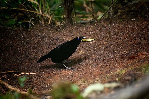 Western parotia - male bow, Minggre, Arfak Mountains, Papua It's tango time! The male of the Western Parotia puts other dancing birds to shame. He devotes his entire life to maintaining a spotless large dance floor and perfecting his complicated dance in order to woo a female jury.

My favorite moment is the initial bow, a clear signal that things are about to get serious. He proceeds to spin around the floor like a balerina whilst neck-flexing to an imaginary beat, meanwhile rotating his lengthy head feathers. At the end of the dance, he flashes some bright feathers, but this is only visible from the female perspective.

Be sure to watch the official video to appreciate the full dance, as well as Henriette's video of our observation. This set of photos/video was recorded across two different days, we visited the dance floor twice.
https://www.jungledragon.com/image/158306/western_parotia_minggre_arfak_mountains_papua.html
https://www.jungledragon.com/image/158307/western_parotia_-_male_bow_minggre_arfak_mountains_papua.html
https://www.jungledragon.com/image/158308/western_parotia_-_male_perched_minggre_arfak_mountains_papua.html
https://www.jungledragon.com/image/158309/western_parotia_-_female_minggre_arfak_mountains_papua.html
https://www.jungledragon.com/image/158310/western_parotia_-_male_cleaning_floor_minggre_arfak_mountains_papua.html
https://www.jungledragon.com/image/158311/western_parotia_-_male_dance_minggre_arfak_mountains_papua.html
https://www.jungledragon.com/image/158312/western_parotia_-_male_closeup_minggre_arfak_mountains_papua.html
https://www.youtube.com/watch?v=wTwOxcOqlCA
https://www.youtube.com/watch?v=R6-V1F6G7Kg
 Arfak Mountains,Australia (continent),Geotagged,Indonesia,Minggre,New Guinea,Papua,Papua 2023,Parotia sefilata,Spring,Vogelkop,West Papua,Western New Guinea,Western parotia