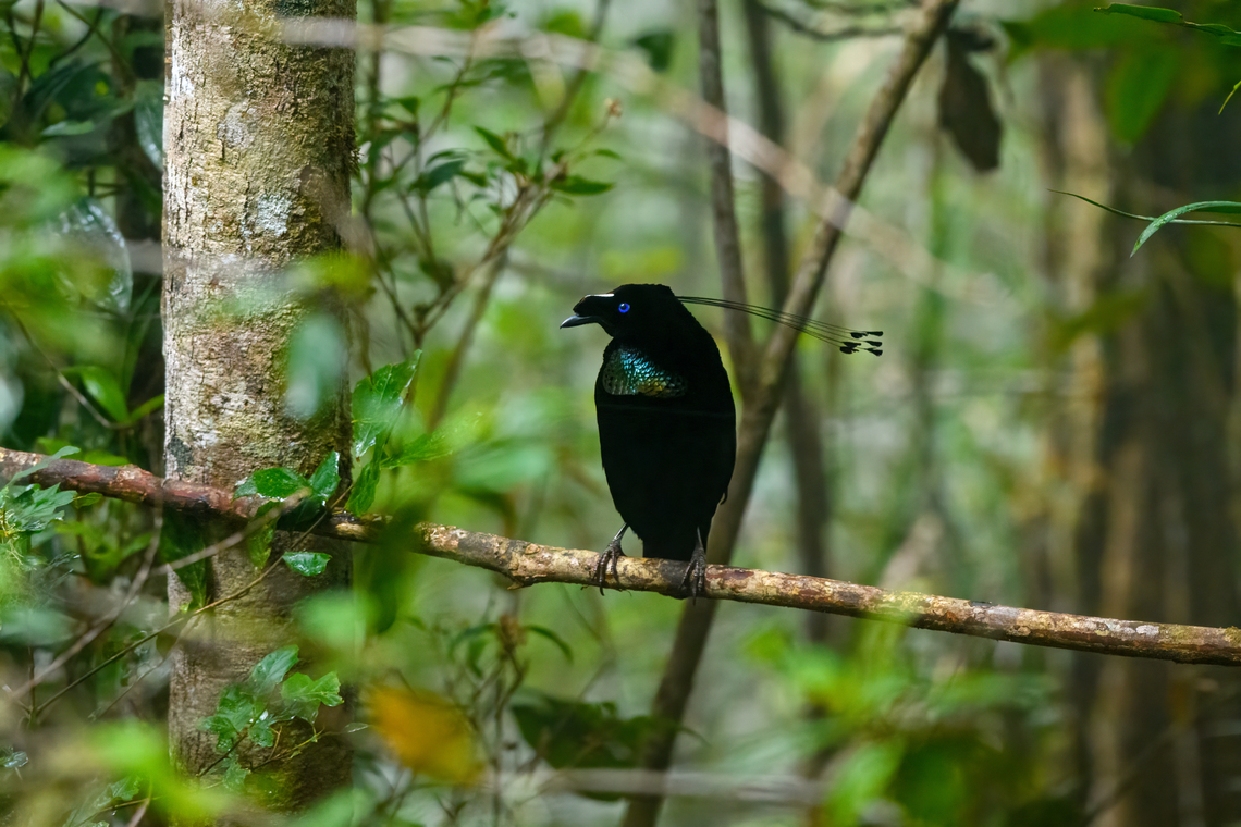Western parotia - male perched, Minggre, Arfak Mountains, Papua It&#039;s tango time! The male of the Western Parotia puts other dancing birds to shame. He devotes his entire life to maintaining a spotless large dance floor and perfecting his complicated dance in order to woo a female jury.<br />
<br />
My favorite moment is the initial bow, a clear signal that things are about to get serious. He proceeds to spin around the floor like a balerina whilst neck-flexing to an imaginary beat, meanwhile rotating his lengthy head feathers. At the end of the dance, he flashes some bright feathers, but this is only visible from the female perspective.<br />
<br />
Be sure to watch the official video to appreciate the full dance, as well as Henriette&#039;s video of our observation. This set of photos/video was recorded across two different days, we visited the dance floor twice.<br />
<figure class="photo"><a href="https://www.jungledragon.com/image/158306/western_parotia_minggre_arfak_mountains_papua.html" title="Western parotia, Minggre, Arfak Mountains, Papua"><img src="https://s3.amazonaws.com/media.jungledragon.com/images/2/158306_thumb.jpg?AWSAccessKeyId=05GMT0V3GWVNE7GGM1R2&Expires=1759968010&Signature=N8qDnyHI8A8TVjOi5TrcXWGTGCc%3D" width="200" height="134" alt="Western parotia, Minggre, Arfak Mountains, Papua It&#039;s tango time! The male of the Western Parotia puts other dancing birds to shame. He devotes his entire life to maintaining a spotless large dance floor and perfecting his complicated dance in order to woo a female jury.<br />
<br />
My favorite moment is the initial bow, a clear signal that things are about to get serious. He proceeds to spin around the floor like a balerina whilst neck-flexing to an imaginary beat, meanwhile rotating his lengthy head feathers. At the end of the dance, he flashes some bright feathers, but this is only visible from the female perspective.<br />
<br />
Be sure to watch the official video to appreciate the full dance, as well as Henriette&#039;s video of our observation. This set of photos/video was recorded across two different days, we visited the dance floor twice.<br />
https://www.jungledragon.com/image/158306/western_parotia_minggre_arfak_mountains_papua.html<br />
https://www.jungledragon.com/image/158307/western_parotia_-_male_bow_minggre_arfak_mountains_papua.html<br />
https://www.jungledragon.com/image/158308/western_parotia_-_male_perched_minggre_arfak_mountains_papua.html<br />
https://www.jungledragon.com/image/158309/western_parotia_-_female_minggre_arfak_mountains_papua.html<br />
https://www.jungledragon.com/image/158310/western_parotia_-_male_cleaning_floor_minggre_arfak_mountains_papua.html<br />
https://www.jungledragon.com/image/158311/western_parotia_-_male_dance_minggre_arfak_mountains_papua.html<br />
https://www.jungledragon.com/image/158312/western_parotia_-_male_closeup_minggre_arfak_mountains_papua.html<br />
https://www.youtube.com/watch?v=wTwOxcOqlCA<br />
https://www.youtube.com/watch?v=R6-V1F6G7Kg<br />
 Arfak Mountains,Australia (continent),Geotagged,Indonesia,Minggre,New Guinea,Papua,Papua 2023,Parotia sefilata,Spring,Vogelkop,West Papua,Western New Guinea,Western parotia" /></a></figure><br />
<figure class="photo"><a href="https://www.jungledragon.com/image/158307/western_parotia_-_male_bow_minggre_arfak_mountains_papua.html" title="Western parotia - male bow, Minggre, Arfak Mountains, Papua"><img src="https://s3.amazonaws.com/media.jungledragon.com/images/2/158307_thumb.jpg?AWSAccessKeyId=05GMT0V3GWVNE7GGM1R2&Expires=1759968010&Signature=bDSgwfrBgd2P4bu%2FO2FEva0EW%2FM%3D" width="200" height="134" alt="Western parotia - male bow, Minggre, Arfak Mountains, Papua It&#039;s tango time! The male of the Western Parotia puts other dancing birds to shame. He devotes his entire life to maintaining a spotless large dance floor and perfecting his complicated dance in order to woo a female jury.<br />
<br />
My favorite moment is the initial bow, a clear signal that things are about to get serious. He proceeds to spin around the floor like a balerina whilst neck-flexing to an imaginary beat, meanwhile rotating his lengthy head feathers. At the end of the dance, he flashes some bright feathers, but this is only visible from the female perspective.<br />
<br />
Be sure to watch the official video to appreciate the full dance, as well as Henriette&#039;s video of our observation. This set of photos/video was recorded across two different days, we visited the dance floor twice.<br />
https://www.jungledragon.com/image/158306/western_parotia_minggre_arfak_mountains_papua.html<br />
https://www.jungledragon.com/image/158307/western_parotia_-_male_bow_minggre_arfak_mountains_papua.html<br />
https://www.jungledragon.com/image/158308/western_parotia_-_male_perched_minggre_arfak_mountains_papua.html<br />
https://www.jungledragon.com/image/158309/western_parotia_-_female_minggre_arfak_mountains_papua.html<br />
https://www.jungledragon.com/image/158310/western_parotia_-_male_cleaning_floor_minggre_arfak_mountains_papua.html<br />
https://www.jungledragon.com/image/158311/western_parotia_-_male_dance_minggre_arfak_mountains_papua.html<br />
https://www.jungledragon.com/image/158312/western_parotia_-_male_closeup_minggre_arfak_mountains_papua.html<br />
https://www.youtube.com/watch?v=wTwOxcOqlCA<br />
https://www.youtube.com/watch?v=R6-V1F6G7Kg<br />
 Arfak Mountains,Australia (continent),Geotagged,Indonesia,Minggre,New Guinea,Papua,Papua 2023,Parotia sefilata,Spring,Vogelkop,West Papua,Western New Guinea,Western parotia" /></a></figure><br />
<figure class="photo"><a href="https://www.jungledragon.com/image/158308/western_parotia_-_male_perched_minggre_arfak_mountains_papua.html" title="Western parotia - male perched, Minggre, Arfak Mountains, Papua"><img src="https://s3.amazonaws.com/media.jungledragon.com/images/2/158308_thumb.jpg?AWSAccessKeyId=05GMT0V3GWVNE7GGM1R2&Expires=1759968010&Signature=suZsIzVyyzTs8Jzbc8OEolc12Is%3D" width="200" height="134" alt="Western parotia - male perched, Minggre, Arfak Mountains, Papua It&#039;s tango time! The male of the Western Parotia puts other dancing birds to shame. He devotes his entire life to maintaining a spotless large dance floor and perfecting his complicated dance in order to woo a female jury.<br />
<br />
My favorite moment is the initial bow, a clear signal that things are about to get serious. He proceeds to spin around the floor like a balerina whilst neck-flexing to an imaginary beat, meanwhile rotating his lengthy head feathers. At the end of the dance, he flashes some bright feathers, but this is only visible from the female perspective.<br />
<br />
Be sure to watch the official video to appreciate the full dance, as well as Henriette&#039;s video of our observation. This set of photos/video was recorded across two different days, we visited the dance floor twice.<br />
https://www.jungledragon.com/image/158306/western_parotia_minggre_arfak_mountains_papua.html<br />
https://www.jungledragon.com/image/158307/western_parotia_-_male_bow_minggre_arfak_mountains_papua.html<br />
https://www.jungledragon.com/image/158308/western_parotia_-_male_perched_minggre_arfak_mountains_papua.html<br />
https://www.jungledragon.com/image/158309/western_parotia_-_female_minggre_arfak_mountains_papua.html<br />
https://www.jungledragon.com/image/158310/western_parotia_-_male_cleaning_floor_minggre_arfak_mountains_papua.html<br />
https://www.jungledragon.com/image/158311/western_parotia_-_male_dance_minggre_arfak_mountains_papua.html<br />
https://www.jungledragon.com/image/158312/western_parotia_-_male_closeup_minggre_arfak_mountains_papua.html<br />
https://www.youtube.com/watch?v=wTwOxcOqlCA<br />
https://www.youtube.com/watch?v=R6-V1F6G7Kg<br />
 Arfak Mountains,Australia (continent),Geotagged,Indonesia,Minggre,New Guinea,Papua,Papua 2023,Parotia sefilata,Spring,Vogelkop,West Papua,Western New Guinea,Western parotia" /></a></figure><br />
<figure class="photo"><a href="https://www.jungledragon.com/image/158309/western_parotia_-_female_minggre_arfak_mountains_papua.html" title="Western parotia - female, Minggre, Arfak Mountains, Papua"><img src="https://s3.amazonaws.com/media.jungledragon.com/images/2/158309_thumb.jpg?AWSAccessKeyId=05GMT0V3GWVNE7GGM1R2&Expires=1759968010&Signature=IDzVEaJ6xAVbjg%2BYVVxjDmPcKBU%3D" width="200" height="134" alt="Western parotia - female, Minggre, Arfak Mountains, Papua It&#039;s tango time! The male of the Western Parotia puts other dancing birds to shame. He devotes his entire life to maintaining a spotless large dance floor and perfecting his complicated dance in order to woo a female jury.<br />
<br />
My favorite moment is the initial bow, a clear signal that things are about to get serious. He proceeds to spin around the floor like a balerina whilst neck-flexing to an imaginary beat, meanwhile rotating his lengthy head feathers. At the end of the dance, he flashes some bright feathers, but this is only visible from the female perspective.<br />
<br />
Be sure to watch the official video to appreciate the full dance, as well as Henriette&#039;s video of our observation. This set of photos/video was recorded across two different days, we visited the dance floor twice.<br />
https://www.jungledragon.com/image/158306/western_parotia_minggre_arfak_mountains_papua.html<br />
https://www.jungledragon.com/image/158307/western_parotia_-_male_bow_minggre_arfak_mountains_papua.html<br />
https://www.jungledragon.com/image/158308/western_parotia_-_male_perched_minggre_arfak_mountains_papua.html<br />
https://www.jungledragon.com/image/158309/western_parotia_-_female_minggre_arfak_mountains_papua.html<br />
https://www.jungledragon.com/image/158310/western_parotia_-_male_cleaning_floor_minggre_arfak_mountains_papua.html<br />
https://www.jungledragon.com/image/158311/western_parotia_-_male_dance_minggre_arfak_mountains_papua.html<br />
https://www.jungledragon.com/image/158312/western_parotia_-_male_closeup_minggre_arfak_mountains_papua.html<br />
https://www.youtube.com/watch?v=wTwOxcOqlCA<br />
https://www.youtube.com/watch?v=R6-V1F6G7Kg<br />
 Arfak Mountains,Australia (continent),Geotagged,Indonesia,Minggre,New Guinea,Papua,Papua 2023,Parotia sefilata,Spring,Vogelkop,West Papua,Western New Guinea,Western parotia" /></a></figure><br />
<figure class="photo"><a href="https://www.jungledragon.com/image/158310/western_parotia_-_male_cleaning_floor_minggre_arfak_mountains_papua.html" title="Western parotia - male cleaning floor, Minggre, Arfak Mountains, Papua"><img src="https://s3.amazonaws.com/media.jungledragon.com/images/2/158310_thumb.jpg?AWSAccessKeyId=05GMT0V3GWVNE7GGM1R2&Expires=1759968010&Signature=mhxqh19qXboT%2Fx2MvPaQ8n4QBS4%3D" width="200" height="134" alt="Western parotia - male cleaning floor, Minggre, Arfak Mountains, Papua It&#039;s tango time! The male of the Western Parotia puts other dancing birds to shame. He devotes his entire life to maintaining a spotless large dance floor and perfecting his complicated dance in order to woo a female jury.<br />
<br />
My favorite moment is the initial bow, a clear signal that things are about to get serious. He proceeds to spin around the floor like a balerina whilst neck-flexing to an imaginary beat, meanwhile rotating his lengthy head feathers. At the end of the dance, he flashes some bright feathers, but this is only visible from the female perspective.<br />
<br />
Be sure to watch the official video to appreciate the full dance, as well as Henriette&#039;s video of our observation. This set of photos/video was recorded across two different days, we visited the dance floor twice.<br />
https://www.jungledragon.com/image/158306/western_parotia_minggre_arfak_mountains_papua.html<br />
https://www.jungledragon.com/image/158307/western_parotia_-_male_bow_minggre_arfak_mountains_papua.html<br />
https://www.jungledragon.com/image/158308/western_parotia_-_male_perched_minggre_arfak_mountains_papua.html<br />
https://www.jungledragon.com/image/158309/western_parotia_-_female_minggre_arfak_mountains_papua.html<br />
https://www.jungledragon.com/image/158310/western_parotia_-_male_cleaning_floor_minggre_arfak_mountains_papua.html<br />
https://www.jungledragon.com/image/158311/western_parotia_-_male_dance_minggre_arfak_mountains_papua.html<br />
https://www.jungledragon.com/image/158312/western_parotia_-_male_closeup_minggre_arfak_mountains_papua.html<br />
https://www.youtube.com/watch?v=wTwOxcOqlCA<br />
https://www.youtube.com/watch?v=R6-V1F6G7Kg<br />
 Arfak Mountains,Australia (continent),Geotagged,Indonesia,Minggre,New Guinea,Papua,Papua 2023,Parotia sefilata,Spring,Vogelkop,West Papua,Western New Guinea,Western parotia" /></a></figure><br />
<figure class="photo"><a href="https://www.jungledragon.com/image/158311/western_parotia_-_male_dance_minggre_arfak_mountains_papua.html" title="Western parotia - male dance, Minggre, Arfak Mountains, Papua"><img src="https://s3.amazonaws.com/media.jungledragon.com/images/2/158311_thumb.jpg?AWSAccessKeyId=05GMT0V3GWVNE7GGM1R2&Expires=1759968010&Signature=AoDo2Kjxv4juhryC0C6%2F7Agh%2Fw4%3D" width="200" height="134" alt="Western parotia - male dance, Minggre, Arfak Mountains, Papua It&#039;s tango time! The male of the Western Parotia puts other dancing birds to shame. He devotes his entire life to maintaining a spotless large dance floor and perfecting his complicated dance in order to woo a female jury.<br />
<br />
My favorite moment is the initial bow, a clear signal that things are about to get serious. He proceeds to spin around the floor like a balerina whilst neck-flexing to an imaginary beat, meanwhile rotating his lengthy head feathers. At the end of the dance, he flashes some bright feathers, but this is only visible from the female perspective.<br />
<br />
Be sure to watch the official video to appreciate the full dance, as well as Henriette&#039;s video of our observation. This set of photos/video was recorded across two different days, we visited the dance floor twice.<br />
https://www.jungledragon.com/image/158306/western_parotia_minggre_arfak_mountains_papua.html<br />
https://www.jungledragon.com/image/158307/western_parotia_-_male_bow_minggre_arfak_mountains_papua.html<br />
https://www.jungledragon.com/image/158308/western_parotia_-_male_perched_minggre_arfak_mountains_papua.html<br />
https://www.jungledragon.com/image/158309/western_parotia_-_female_minggre_arfak_mountains_papua.html<br />
https://www.jungledragon.com/image/158310/western_parotia_-_male_cleaning_floor_minggre_arfak_mountains_papua.html<br />
https://www.jungledragon.com/image/158311/western_parotia_-_male_dance_minggre_arfak_mountains_papua.html<br />
https://www.jungledragon.com/image/158312/western_parotia_-_male_closeup_minggre_arfak_mountains_papua.html<br />
https://www.youtube.com/watch?v=wTwOxcOqlCA<br />
https://www.youtube.com/watch?v=R6-V1F6G7Kg<br />
 Arfak Mountains,Australia (continent),Geotagged,Indonesia,Minggre,New Guinea,Papua,Papua 2023,Parotia sefilata,Spring,Vogelkop,West Papua,Western New Guinea,Western parotia" /></a></figure><br />
<figure class="photo"><a href="https://www.jungledragon.com/image/158312/western_parotia_-_male_closeup_minggre_arfak_mountains_papua.html" title="Western parotia - male closeup, Minggre, Arfak Mountains, Papua"><img src="https://s3.amazonaws.com/media.jungledragon.com/images/2/158312_thumb.jpg?AWSAccessKeyId=05GMT0V3GWVNE7GGM1R2&Expires=1759968010&Signature=e4q9cpNUcyppFETZ2qUEgyocP7Y%3D" width="200" height="126" alt="Western parotia - male closeup, Minggre, Arfak Mountains, Papua It&#039;s tango time! The male of the Western Parotia puts other dancing birds to shame. He devotes his entire life to maintaining a spotless large dance floor and perfecting his complicated dance in order to woo a female jury.<br />
<br />
My favorite moment is the initial bow, a clear signal that things are about to get serious. He proceeds to spin around the floor like a balerina whilst neck-flexing to an imaginary beat, meanwhile rotating his lengthy head feathers. At the end of the dance, he flashes some bright feathers, but this is only visible from the female perspective.<br />
<br />
Be sure to watch the official video to appreciate the full dance, as well as Henriette&#039;s video of our observation. This set of photos/video was recorded across two different days, we visited the dance floor twice.<br />
https://www.jungledragon.com/image/158306/western_parotia_minggre_arfak_mountains_papua.html<br />
https://www.jungledragon.com/image/158307/western_parotia_-_male_bow_minggre_arfak_mountains_papua.html<br />
https://www.jungledragon.com/image/158308/western_parotia_-_male_perched_minggre_arfak_mountains_papua.html<br />
https://www.jungledragon.com/image/158309/western_parotia_-_female_minggre_arfak_mountains_papua.html<br />
https://www.jungledragon.com/image/158310/western_parotia_-_male_cleaning_floor_minggre_arfak_mountains_papua.html<br />
https://www.jungledragon.com/image/158311/western_parotia_-_male_dance_minggre_arfak_mountains_papua.html<br />
https://www.jungledragon.com/image/158312/western_parotia_-_male_closeup_minggre_arfak_mountains_papua.html<br />
https://www.youtube.com/watch?v=wTwOxcOqlCA<br />
https://www.youtube.com/watch?v=R6-V1F6G7Kg<br />
 Arfak Mountains,Australia (continent),Geotagged,Indonesia,Minggre,New Guinea,Papua,Papua 2023,Parotia sefilata,Spring,Vogelkop,West Papua,Western New Guinea,Western parotia" /></a></figure><br />
<section class="video"><iframe width="448" height="282" src="https://www.youtube-nocookie.com/embed/wTwOxcOqlCA?hd=1&autoplay=0&rel=0" frameborder="0" allowfullscreen></iframe></section><br />
<section class="video"><iframe width="448" height="282" src="https://www.youtube-nocookie.com/embed/R6-V1F6G7Kg?hd=1&autoplay=0&rel=0" frameborder="0" allowfullscreen></iframe></section><br />
 Arfak Mountains,Australia (continent),Geotagged,Indonesia,Minggre,New Guinea,Papua,Papua 2023,Parotia sefilata,Spring,Vogelkop,West Papua,Western New Guinea,Western parotia