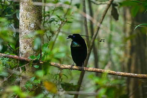Western parotia - male perched, Minggre, Arfak Mountains, Papua It's tango time! The male of the Western Parotia puts other dancing birds to shame. He devotes his entire life to maintaining a spotless large dance floor and perfecting his complicated dance in order to woo a female jury.

My favorite moment is the initial bow, a clear signal that things are about to get serious. He proceeds to spin around the floor like a balerina whilst neck-flexing to an imaginary beat, meanwhile rotating his lengthy head feathers. At the end of the dance, he flashes some bright feathers, but this is only visible from the female perspective.

Be sure to watch the official video to appreciate the full dance, as well as Henriette's video of our observation. This set of photos/video was recorded across two different days, we visited the dance floor twice.
https://www.jungledragon.com/image/158306/western_parotia_minggre_arfak_mountains_papua.html
https://www.jungledragon.com/image/158307/western_parotia_-_male_bow_minggre_arfak_mountains_papua.html
https://www.jungledragon.com/image/158308/western_parotia_-_male_perched_minggre_arfak_mountains_papua.html
https://www.jungledragon.com/image/158309/western_parotia_-_female_minggre_arfak_mountains_papua.html
https://www.jungledragon.com/image/158310/western_parotia_-_male_cleaning_floor_minggre_arfak_mountains_papua.html
https://www.jungledragon.com/image/158311/western_parotia_-_male_dance_minggre_arfak_mountains_papua.html
https://www.jungledragon.com/image/158312/western_parotia_-_male_closeup_minggre_arfak_mountains_papua.html
https://www.youtube.com/watch?v=wTwOxcOqlCA
https://www.youtube.com/watch?v=R6-V1F6G7Kg
 Arfak Mountains,Australia (continent),Geotagged,Indonesia,Minggre,New Guinea,Papua,Papua 2023,Parotia sefilata,Spring,Vogelkop,West Papua,Western New Guinea,Western parotia