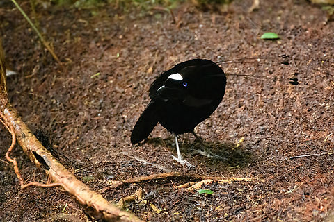Western parotia - male cleaning floor, Minggre, Arfak Mountains, Papua It's tango time! The male of the Western Parotia puts other dancing birds to shame. He devotes his entire life to maintaining a spotless large dance floor and perfecting his complicated dance in order to woo a female jury.

My favorite moment is the initial bow, a clear signal that things are about to get serious. He proceeds to spin around the floor like a balerina whilst neck-flexing to an imaginary beat, meanwhile rotating his lengthy head feathers. At the end of the dance, he flashes some bright feathers, but this is only visible from the female perspective.

Be sure to watch the official video to appreciate the full dance, as well as Henriette's video of our observation. This set of photos/video was recorded across two different days, we visited the dance floor twice.
https://www.jungledragon.com/image/158306/western_parotia_minggre_arfak_mountains_papua.html
https://www.jungledragon.com/image/158307/western_parotia_-_male_bow_minggre_arfak_mountains_papua.html
https://www.jungledragon.com/image/158308/western_parotia_-_male_perched_minggre_arfak_mountains_papua.html
https://www.jungledragon.com/image/158309/western_parotia_-_female_minggre_arfak_mountains_papua.html
https://www.jungledragon.com/image/158310/western_parotia_-_male_cleaning_floor_minggre_arfak_mountains_papua.html
https://www.jungledragon.com/image/158311/western_parotia_-_male_dance_minggre_arfak_mountains_papua.html
https://www.jungledragon.com/image/158312/western_parotia_-_male_closeup_minggre_arfak_mountains_papua.html
https://www.youtube.com/watch?v=wTwOxcOqlCA
https://www.youtube.com/watch?v=R6-V1F6G7Kg
 Arfak Mountains,Australia (continent),Geotagged,Indonesia,Minggre,New Guinea,Papua,Papua 2023,Parotia sefilata,Spring,Vogelkop,West Papua,Western New Guinea,Western parotia
