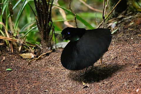 Western parotia - male dance, Minggre, Arfak Mountains, Papua It's tango time! The male of the Western Parotia puts other dancing birds to shame. He devotes his entire life to maintaining a spotless large dance floor and perfecting his complicated dance in order to woo a female jury.

My favorite moment is the initial bow, a clear signal that things are about to get serious. He proceeds to spin around the floor like a balerina whilst neck-flexing to an imaginary beat, meanwhile rotating his lengthy head feathers. At the end of the dance, he flashes some bright feathers, but this is only visible from the female perspective.

Be sure to watch the official video to appreciate the full dance, as well as Henriette's video of our observation. This set of photos/video was recorded across two different days, we visited the dance floor twice.
https://www.jungledragon.com/image/158306/western_parotia_minggre_arfak_mountains_papua.html
https://www.jungledragon.com/image/158307/western_parotia_-_male_bow_minggre_arfak_mountains_papua.html
https://www.jungledragon.com/image/158308/western_parotia_-_male_perched_minggre_arfak_mountains_papua.html
https://www.jungledragon.com/image/158309/western_parotia_-_female_minggre_arfak_mountains_papua.html
https://www.jungledragon.com/image/158310/western_parotia_-_male_cleaning_floor_minggre_arfak_mountains_papua.html
https://www.jungledragon.com/image/158311/western_parotia_-_male_dance_minggre_arfak_mountains_papua.html
https://www.jungledragon.com/image/158312/western_parotia_-_male_closeup_minggre_arfak_mountains_papua.html
https://www.youtube.com/watch?v=wTwOxcOqlCA
https://www.youtube.com/watch?v=R6-V1F6G7Kg
 Arfak Mountains,Australia (continent),Geotagged,Indonesia,Minggre,New Guinea,Papua,Papua 2023,Parotia sefilata,Spring,Vogelkop,West Papua,Western New Guinea,Western parotia