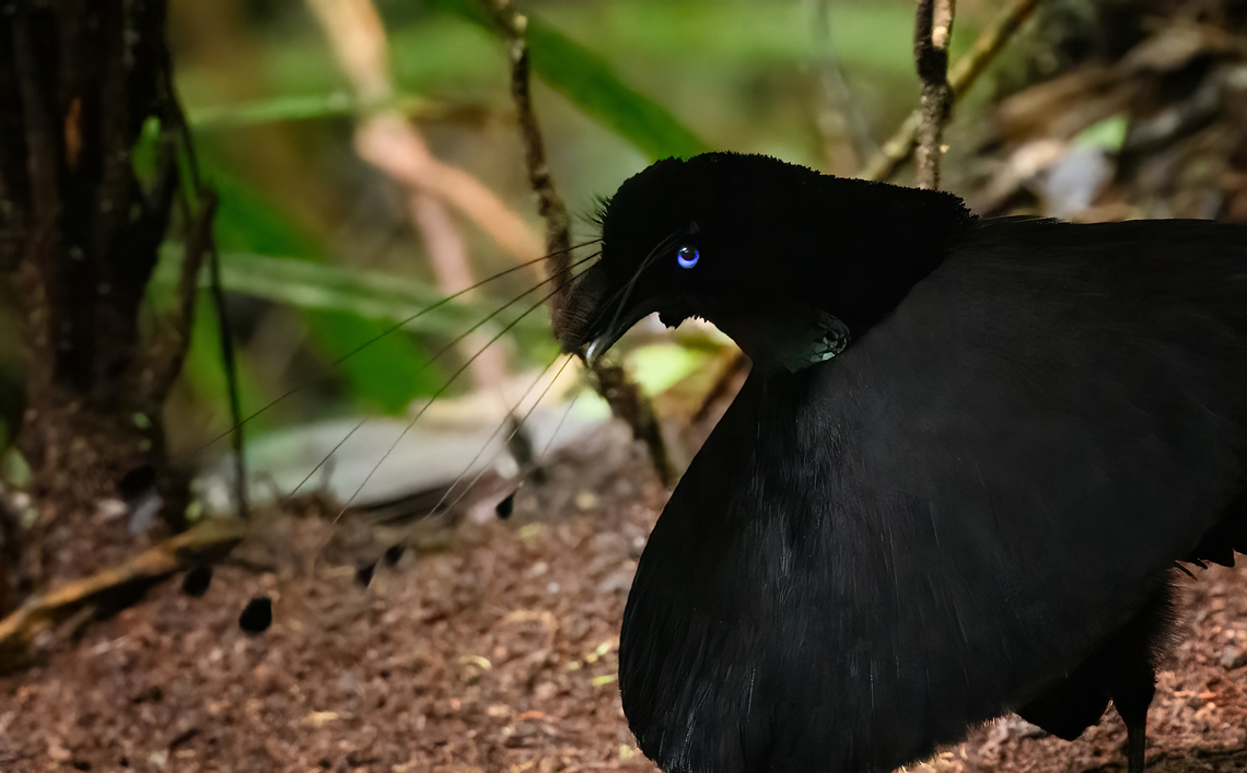 Western parotia - male closeup, Minggre, Arfak Mountains, Papua It's tango time! The male of the Western Parotia puts other dancing birds to shame. He devotes his entire life to maintaining a spotless large dance floor and perfecting his complicated dance in order to woo a female jury.<br />
<br />
My favorite moment is the initial bow, a clear signal that things are about to get serious. He proceeds to spin around the floor like a balerina whilst neck-flexing to an imaginary beat, meanwhile rotating his lengthy head feathers. At the end of the dance, he flashes some bright feathers, but this is only visible from the female perspective.<br />
<br />
Be sure to watch the official video to appreciate the full dance, as well as Henriette's video of our observation. This set of photos/video was recorded across two different days, we visited the dance floor twice.<br />
<figure class="photo"><a href="https://www.jungledragon.com/image/158306/western_parotia_minggre_arfak_mountains_papua.html" title="Western parotia, Minggre, Arfak Mountains, Papua"><img src="https://s3.amazonaws.com/media.jungledragon.com/images/2/158306_thumb.jpg?AWSAccessKeyId=05GMT0V3GWVNE7GGM1R2&Expires=1759968010&Signature=N8qDnyHI8A8TVjOi5TrcXWGTGCc%3D" width="200" height="134" alt="Western parotia, Minggre, Arfak Mountains, Papua It's tango time! The male of the Western Parotia puts other dancing birds to shame. He devotes his entire life to maintaining a spotless large dance floor and perfecting his complicated dance in order to woo a female jury.<br />
<br />
My favorite moment is the initial bow, a clear signal that things are about to get serious. He proceeds to spin around the floor like a balerina whilst neck-flexing to an imaginary beat, meanwhile rotating his lengthy head feathers. At the end of the dance, he flashes some bright feathers, but this is only visible from the female perspective.<br />
<br />
Be sure to watch the official video to appreciate the full dance, as well as Henriette's video of our observation. This set of photos/video was recorded across two different days, we visited the dance floor twice.<br />
https://www.jungledragon.com/image/158306/western_parotia_minggre_arfak_mountains_papua.html<br />
https://www.jungledragon.com/image/158307/western_parotia_-_male_bow_minggre_arfak_mountains_papua.html<br />
https://www.jungledragon.com/image/158308/western_parotia_-_male_perched_minggre_arfak_mountains_papua.html<br />
https://www.jungledragon.com/image/158309/western_parotia_-_female_minggre_arfak_mountains_papua.html<br />
https://www.jungledragon.com/image/158310/western_parotia_-_male_cleaning_floor_minggre_arfak_mountains_papua.html<br />
https://www.jungledragon.com/image/158311/western_parotia_-_male_dance_minggre_arfak_mountains_papua.html<br />
https://www.jungledragon.com/image/158312/western_parotia_-_male_closeup_minggre_arfak_mountains_papua.html<br />
https://www.youtube.com/watch?v=wTwOxcOqlCA<br />
https://www.youtube.com/watch?v=R6-V1F6G7Kg<br />
Arfak Mountains,Australia (continent),Geotagged,Indonesia,Minggre,New Guinea,Papua,Papua 2023,Parotia sefilata,Spring,Vogelkop,West Papua,Western New Guinea,Western parotia" /></a></figure><br />
<figure class="photo"><a href="https://www.jungledragon.com/image/158307/western_parotia_-_male_bow_minggre_arfak_mountains_papua.html" title="Western parotia - male bow, Minggre, Arfak Mountains, Papua"><img src="https://s3.amazonaws.com/media.jungledragon.com/images/2/158307_thumb.jpg?AWSAccessKeyId=05GMT0V3GWVNE7GGM1R2&Expires=1759968010&Signature=bDSgwfrBgd2P4bu%2FO2FEva0EW%2FM%3D" width="200" height="134" alt="Western parotia - male bow, Minggre, Arfak Mountains, Papua It's tango time! The male of the Western Parotia puts other dancing birds to shame. He devotes his entire life to maintaining a spotless large dance floor and perfecting his complicated dance in order to woo a female jury.<br />
<br />
My favorite moment is the initial bow, a clear signal that things are about to get serious. He proceeds to spin around the floor like a balerina whilst neck-flexing to an imaginary beat, meanwhile rotating his lengthy head feathers. At the end of the dance, he flashes some bright feathers, but this is only visible from the female perspective.<br />
<br />
Be sure to watch the official video to appreciate the full dance, as well as Henriette's video of our observation. This set of photos/video was recorded across two different days, we visited the dance floor twice.<br />
https://www.jungledragon.com/image/158306/western_parotia_minggre_arfak_mountains_papua.html<br />
https://www.jungledragon.com/image/158307/western_parotia_-_male_bow_minggre_arfak_mountains_papua.html<br />
https://www.jungledragon.com/image/158308/western_parotia_-_male_perched_minggre_arfak_mountains_papua.html<br />
https://www.jungledragon.com/image/158309/western_parotia_-_female_minggre_arfak_mountains_papua.html<br />
https://www.jungledragon.com/image/158310/western_parotia_-_male_cleaning_floor_minggre_arfak_mountains_papua.html<br />
https://www.jungledragon.com/image/158311/western_parotia_-_male_dance_minggre_arfak_mountains_papua.html<br />
https://www.jungledragon.com/image/158312/western_parotia_-_male_closeup_minggre_arfak_mountains_papua.html<br />
https://www.youtube.com/watch?v=wTwOxcOqlCA<br />
https://www.youtube.com/watch?v=R6-V1F6G7Kg<br />
Arfak Mountains,Australia (continent),Geotagged,Indonesia,Minggre,New Guinea,Papua,Papua 2023,Parotia sefilata,Spring,Vogelkop,West Papua,Western New Guinea,Western parotia" /></a></figure><br />
<figure class="photo"><a href="https://www.jungledragon.com/image/158308/western_parotia_-_male_perched_minggre_arfak_mountains_papua.html" title="Western parotia - male perched, Minggre, Arfak Mountains, Papua"><img src="https://s3.amazonaws.com/media.jungledragon.com/images/2/158308_thumb.jpg?AWSAccessKeyId=05GMT0V3GWVNE7GGM1R2&Expires=1759968010&Signature=suZsIzVyyzTs8Jzbc8OEolc12Is%3D" width="200" height="134" alt="Western parotia - male perched, Minggre, Arfak Mountains, Papua It's tango time! The male of the Western Parotia puts other dancing birds to shame. He devotes his entire life to maintaining a spotless large dance floor and perfecting his complicated dance in order to woo a female jury.<br />
<br />
My favorite moment is the initial bow, a clear signal that things are about to get serious. He proceeds to spin around the floor like a balerina whilst neck-flexing to an imaginary beat, meanwhile rotating his lengthy head feathers. At the end of the dance, he flashes some bright feathers, but this is only visible from the female perspective.<br />
<br />
Be sure to watch the official video to appreciate the full dance, as well as Henriette's video of our observation. This set of photos/video was recorded across two different days, we visited the dance floor twice.<br />
https://www.jungledragon.com/image/158306/western_parotia_minggre_arfak_mountains_papua.html<br />
https://www.jungledragon.com/image/158307/western_parotia_-_male_bow_minggre_arfak_mountains_papua.html<br />
https://www.jungledragon.com/image/158308/western_parotia_-_male_perched_minggre_arfak_mountains_papua.html<br />
https://www.jungledragon.com/image/158309/western_parotia_-_female_minggre_arfak_mountains_papua.html<br />
https://www.jungledragon.com/image/158310/western_parotia_-_male_cleaning_floor_minggre_arfak_mountains_papua.html<br />
https://www.jungledragon.com/image/158311/western_parotia_-_male_dance_minggre_arfak_mountains_papua.html<br />
https://www.jungledragon.com/image/158312/western_parotia_-_male_closeup_minggre_arfak_mountains_papua.html<br />
https://www.youtube.com/watch?v=wTwOxcOqlCA<br />
https://www.youtube.com/watch?v=R6-V1F6G7Kg<br />
Arfak Mountains,Australia (continent),Geotagged,Indonesia,Minggre,New Guinea,Papua,Papua 2023,Parotia sefilata,Spring,Vogelkop,West Papua,Western New Guinea,Western parotia" /></a></figure><br />
<figure class="photo"><a href="https://www.jungledragon.com/image/158309/western_parotia_-_female_minggre_arfak_mountains_papua.html" title="Western parotia - female, Minggre, Arfak Mountains, Papua"><img src="https://s3.amazonaws.com/media.jungledragon.com/images/2/158309_thumb.jpg?AWSAccessKeyId=05GMT0V3GWVNE7GGM1R2&Expires=1759968010&Signature=IDzVEaJ6xAVbjg%2BYVVxjDmPcKBU%3D" width="200" height="134" alt="Western parotia - female, Minggre, Arfak Mountains, Papua It's tango time! The male of the Western Parotia puts other dancing birds to shame. He devotes his entire life to maintaining a spotless large dance floor and perfecting his complicated dance in order to woo a female jury.<br />
<br />
My favorite moment is the initial bow, a clear signal that things are about to get serious. He proceeds to spin around the floor like a balerina whilst neck-flexing to an imaginary beat, meanwhile rotating his lengthy head feathers. At the end of the dance, he flashes some bright feathers, but this is only visible from the female perspective.<br />
<br />
Be sure to watch the official video to appreciate the full dance, as well as Henriette's video of our observation. This set of photos/video was recorded across two different days, we visited the dance floor twice.<br />
https://www.jungledragon.com/image/158306/western_parotia_minggre_arfak_mountains_papua.html<br />
https://www.jungledragon.com/image/158307/western_parotia_-_male_bow_minggre_arfak_mountains_papua.html<br />
https://www.jungledragon.com/image/158308/western_parotia_-_male_perched_minggre_arfak_mountains_papua.html<br />
https://www.jungledragon.com/image/158309/western_parotia_-_female_minggre_arfak_mountains_papua.html<br />
https://www.jungledragon.com/image/158310/western_parotia_-_male_cleaning_floor_minggre_arfak_mountains_papua.html<br />
https://www.jungledragon.com/image/158311/western_parotia_-_male_dance_minggre_arfak_mountains_papua.html<br />
https://www.jungledragon.com/image/158312/western_parotia_-_male_closeup_minggre_arfak_mountains_papua.html<br />
https://www.youtube.com/watch?v=wTwOxcOqlCA<br />
https://www.youtube.com/watch?v=R6-V1F6G7Kg<br />
Arfak Mountains,Australia (continent),Geotagged,Indonesia,Minggre,New Guinea,Papua,Papua 2023,Parotia sefilata,Spring,Vogelkop,West Papua,Western New Guinea,Western parotia" /></a></figure><br />
<figure class="photo"><a href="https://www.jungledragon.com/image/158310/western_parotia_-_male_cleaning_floor_minggre_arfak_mountains_papua.html" title="Western parotia - male cleaning floor, Minggre, Arfak Mountains, Papua"><img src="https://s3.amazonaws.com/media.jungledragon.com/images/2/158310_thumb.jpg?AWSAccessKeyId=05GMT0V3GWVNE7GGM1R2&Expires=1759968010&Signature=mhxqh19qXboT%2Fx2MvPaQ8n4QBS4%3D" width="200" height="134" alt="Western parotia - male cleaning floor, Minggre, Arfak Mountains, Papua It's tango time! The male of the Western Parotia puts other dancing birds to shame. He devotes his entire life to maintaining a spotless large dance floor and perfecting his complicated dance in order to woo a female jury.<br />
<br />
My favorite moment is the initial bow, a clear signal that things are about to get serious. He proceeds to spin around the floor like a balerina whilst neck-flexing to an imaginary beat, meanwhile rotating his lengthy head feathers. At the end of the dance, he flashes some bright feathers, but this is only visible from the female perspective.<br />
<br />
Be sure to watch the official video to appreciate the full dance, as well as Henriette's video of our observation. This set of photos/video was recorded across two different days, we visited the dance floor twice.<br />
https://www.jungledragon.com/image/158306/western_parotia_minggre_arfak_mountains_papua.html<br />
https://www.jungledragon.com/image/158307/western_parotia_-_male_bow_minggre_arfak_mountains_papua.html<br />
https://www.jungledragon.com/image/158308/western_parotia_-_male_perched_minggre_arfak_mountains_papua.html<br />
https://www.jungledragon.com/image/158309/western_parotia_-_female_minggre_arfak_mountains_papua.html<br />
https://www.jungledragon.com/image/158310/western_parotia_-_male_cleaning_floor_minggre_arfak_mountains_papua.html<br />
https://www.jungledragon.com/image/158311/western_parotia_-_male_dance_minggre_arfak_mountains_papua.html<br />
https://www.jungledragon.com/image/158312/western_parotia_-_male_closeup_minggre_arfak_mountains_papua.html<br />
https://www.youtube.com/watch?v=wTwOxcOqlCA<br />
https://www.youtube.com/watch?v=R6-V1F6G7Kg<br />
Arfak Mountains,Australia (continent),Geotagged,Indonesia,Minggre,New Guinea,Papua,Papua 2023,Parotia sefilata,Spring,Vogelkop,West Papua,Western New Guinea,Western parotia" /></a></figure><br />
<figure class="photo"><a href="https://www.jungledragon.com/image/158311/western_parotia_-_male_dance_minggre_arfak_mountains_papua.html" title="Western parotia - male dance, Minggre, Arfak Mountains, Papua"><img src="https://s3.amazonaws.com/media.jungledragon.com/images/2/158311_thumb.jpg?AWSAccessKeyId=05GMT0V3GWVNE7GGM1R2&Expires=1759968010&Signature=AoDo2Kjxv4juhryC0C6%2F7Agh%2Fw4%3D" width="200" height="134" alt="Western parotia - male dance, Minggre, Arfak Mountains, Papua It's tango time! The male of the Western Parotia puts other dancing birds to shame. He devotes his entire life to maintaining a spotless large dance floor and perfecting his complicated dance in order to woo a female jury.<br />
<br />
My favorite moment is the initial bow, a clear signal that things are about to get serious. He proceeds to spin around the floor like a balerina whilst neck-flexing to an imaginary beat, meanwhile rotating his lengthy head feathers. At the end of the dance, he flashes some bright feathers, but this is only visible from the female perspective.<br />
<br />
Be sure to watch the official video to appreciate the full dance, as well as Henriette's video of our observation. This set of photos/video was recorded across two different days, we visited the dance floor twice.<br />
https://www.jungledragon.com/image/158306/western_parotia_minggre_arfak_mountains_papua.html<br />
https://www.jungledragon.com/image/158307/western_parotia_-_male_bow_minggre_arfak_mountains_papua.html<br />
https://www.jungledragon.com/image/158308/western_parotia_-_male_perched_minggre_arfak_mountains_papua.html<br />
https://www.jungledragon.com/image/158309/western_parotia_-_female_minggre_arfak_mountains_papua.html<br />
https://www.jungledragon.com/image/158310/western_parotia_-_male_cleaning_floor_minggre_arfak_mountains_papua.html<br />
https://www.jungledragon.com/image/158311/western_parotia_-_male_dance_minggre_arfak_mountains_papua.html<br />
https://www.jungledragon.com/image/158312/western_parotia_-_male_closeup_minggre_arfak_mountains_papua.html<br />
https://www.youtube.com/watch?v=wTwOxcOqlCA<br />
https://www.youtube.com/watch?v=R6-V1F6G7Kg<br />
Arfak Mountains,Australia (continent),Geotagged,Indonesia,Minggre,New Guinea,Papua,Papua 2023,Parotia sefilata,Spring,Vogelkop,West Papua,Western New Guinea,Western parotia" /></a></figure><br />
<figure class="photo"><a href="https://www.jungledragon.com/image/158312/western_parotia_-_male_closeup_minggre_arfak_mountains_papua.html" title="Western parotia - male closeup, Minggre, Arfak Mountains, Papua"><img src="https://s3.amazonaws.com/media.jungledragon.com/images/2/158312_thumb.jpg?AWSAccessKeyId=05GMT0V3GWVNE7GGM1R2&Expires=1759968010&Signature=e4q9cpNUcyppFETZ2qUEgyocP7Y%3D" width="200" height="126" alt="Western parotia - male closeup, Minggre, Arfak Mountains, Papua It's tango time! The male of the Western Parotia puts other dancing birds to shame. He devotes his entire life to maintaining a spotless large dance floor and perfecting his complicated dance in order to woo a female jury.<br />
<br />
My favorite moment is the initial bow, a clear signal that things are about to get serious. He proceeds to spin around the floor like a balerina whilst neck-flexing to an imaginary beat, meanwhile rotating his lengthy head feathers. At the end of the dance, he flashes some bright feathers, but this is only visible from the female perspective.<br />
<br />
Be sure to watch the official video to appreciate the full dance, as well as Henriette's video of our observation. This set of photos/video was recorded across two different days, we visited the dance floor twice.<br />
https://www.jungledragon.com/image/158306/western_parotia_minggre_arfak_mountains_papua.html<br />
https://www.jungledragon.com/image/158307/western_parotia_-_male_bow_minggre_arfak_mountains_papua.html<br />
https://www.jungledragon.com/image/158308/western_parotia_-_male_perched_minggre_arfak_mountains_papua.html<br />
https://www.jungledragon.com/image/158309/western_parotia_-_female_minggre_arfak_mountains_papua.html<br />
https://www.jungledragon.com/image/158310/western_parotia_-_male_cleaning_floor_minggre_arfak_mountains_papua.html<br />
https://www.jungledragon.com/image/158311/western_parotia_-_male_dance_minggre_arfak_mountains_papua.html<br />
https://www.jungledragon.com/image/158312/western_parotia_-_male_closeup_minggre_arfak_mountains_papua.html<br />
https://www.youtube.com/watch?v=wTwOxcOqlCA<br />
https://www.youtube.com/watch?v=R6-V1F6G7Kg<br />
Arfak Mountains,Australia (continent),Geotagged,Indonesia,Minggre,New Guinea,Papua,Papua 2023,Parotia sefilata,Spring,Vogelkop,West Papua,Western New Guinea,Western parotia" /></a></figure><br />
<section class="video"><iframe width="448" height="282" src="https://www.youtube-nocookie.com/embed/wTwOxcOqlCA?hd=1&autoplay=0&rel=0" frameborder="0" allowfullscreen></iframe></section><br />
<section class="video"><iframe width="448" height="282" src="https://www.youtube-nocookie.com/embed/R6-V1F6G7Kg?hd=1&autoplay=0&rel=0" frameborder="0" allowfullscreen></iframe></section><br />
Arfak Mountains,Australia (continent),Geotagged,Indonesia,Minggre,New Guinea,Papua,Papua 2023,Parotia sefilata,Spring,Vogelkop,West Papua,Western New Guinea,Western parotia