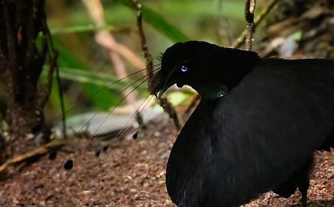 Western parotia - male closeup, Minggre, Arfak Mountains, Papua It's tango time! The male of the Western Parotia puts other dancing birds to shame. He devotes his entire life to maintaining a spotless large dance floor and perfecting his complicated dance in order to woo a female jury.

My favorite moment is the initial bow, a clear signal that things are about to get serious. He proceeds to spin around the floor like a balerina whilst neck-flexing to an imaginary beat, meanwhile rotating his lengthy head feathers. At the end of the dance, he flashes some bright feathers, but this is only visible from the female perspective.

Be sure to watch the official video to appreciate the full dance, as well as Henriette's video of our observation. This set of photos/video was recorded across two different days, we visited the dance floor twice.
https://www.jungledragon.com/image/158306/western_parotia_minggre_arfak_mountains_papua.html
https://www.jungledragon.com/image/158307/western_parotia_-_male_bow_minggre_arfak_mountains_papua.html
https://www.jungledragon.com/image/158308/western_parotia_-_male_perched_minggre_arfak_mountains_papua.html
https://www.jungledragon.com/image/158309/western_parotia_-_female_minggre_arfak_mountains_papua.html
https://www.jungledragon.com/image/158310/western_parotia_-_male_cleaning_floor_minggre_arfak_mountains_papua.html
https://www.jungledragon.com/image/158311/western_parotia_-_male_dance_minggre_arfak_mountains_papua.html
https://www.jungledragon.com/image/158312/western_parotia_-_male_closeup_minggre_arfak_mountains_papua.html
https://www.youtube.com/watch?v=wTwOxcOqlCA
https://www.youtube.com/watch?v=R6-V1F6G7Kg
 Arfak Mountains,Australia (continent),Geotagged,Indonesia,Minggre,New Guinea,Papua,Papua 2023,Parotia sefilata,Spring,Vogelkop,West Papua,Western New Guinea,Western parotia