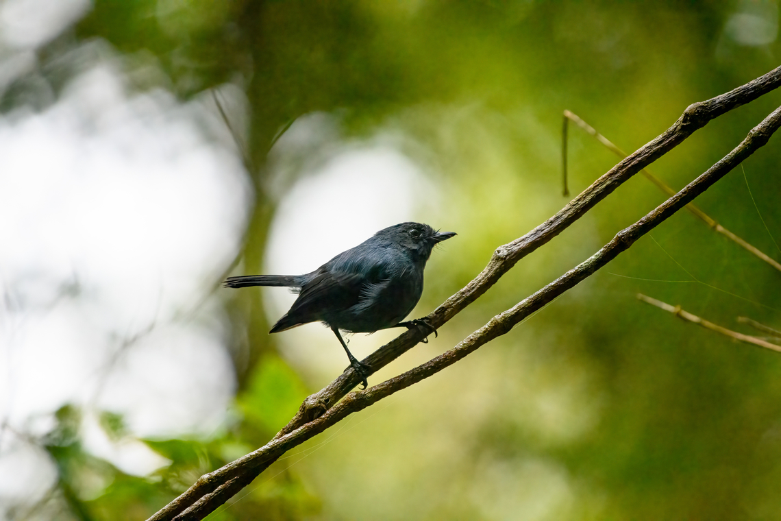 Slaty robin, Minggre, Arfak Mountains, Papua  Arfak Mountains,Australia (continent),Blue-grey robin,Geotagged,Indonesia,Minggre,New Guinea,Papua,Papua 2023,Peneothello cyanus,Spring,Vogelkop,West Papua,Western New Guinea