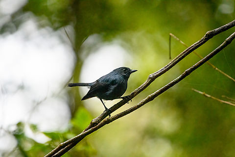 Slaty robin, Minggre, Arfak Mountains, Papua  Arfak Mountains,Australia (continent),Blue-grey robin,Geotagged,Indonesia,Minggre,New Guinea,Papua,Papua 2023,Peneothello cyanus,Spring,Vogelkop,West Papua,Western New Guinea