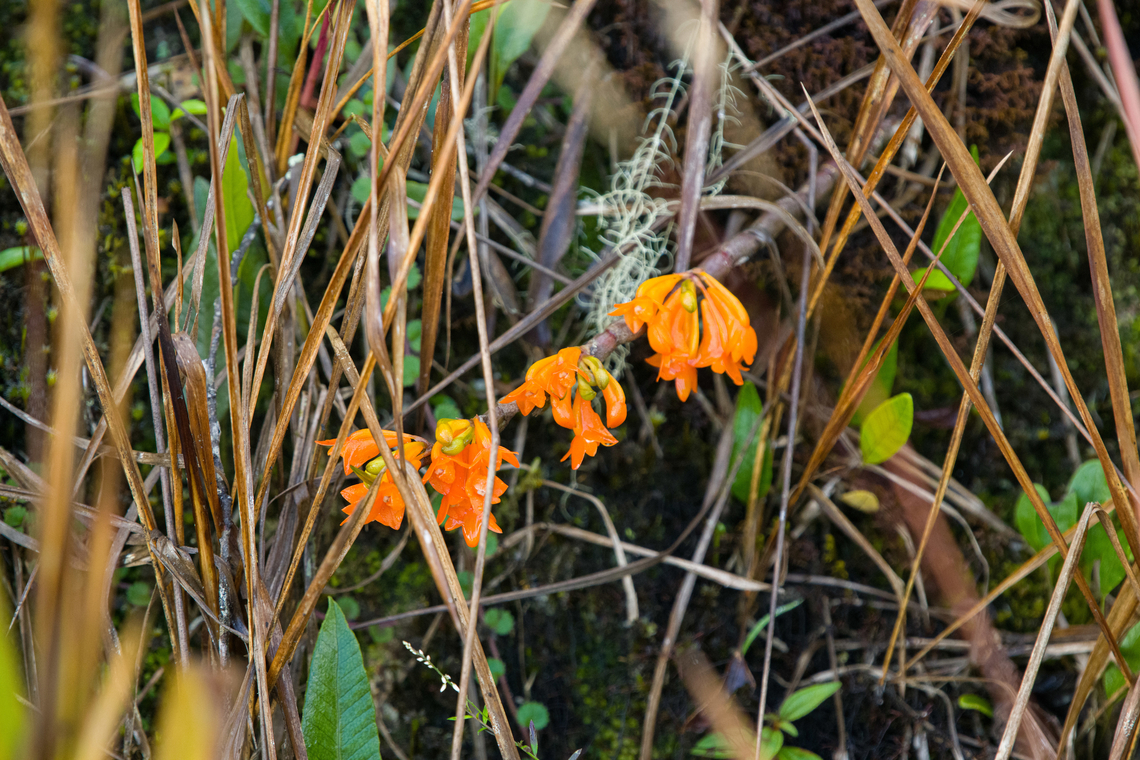 Dendrobium riparium, Minggre, Arfak Mountains, Papua  Arfak Mountains,Australia (continent),Dendrobium angiense,Dendrobium riparium,Geotagged,Indonesia,Minggre,New Guinea,Papua,Papua 2023,Spring,Vogelkop,West Papua,Western New Guinea