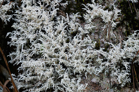 Foam Lichens - Stereocaulon sp., Minggre, Arfak Mountains, Papua  Arfak Mountains,Australia (continent),Geotagged,Indonesia,Minggre,New Guinea,Papua,Papua 2023,Spring,Vogelkop,West Papua,Western New Guinea