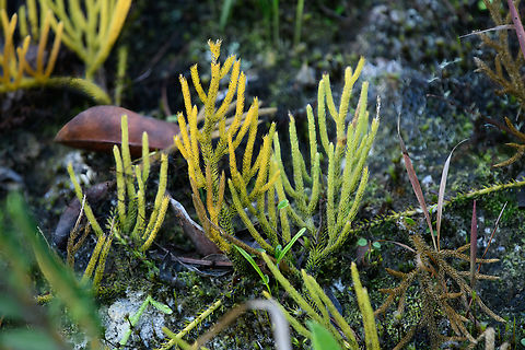 Club/firmmoss, Minggre, Arfak Mountains, Papua Might be Lycopodium clavatum, but not sure.
Update: Lycopodium japonicum, seems more likely, see discussion below. Arfak Mountains,Australia (continent),Geotagged,Indonesia,Minggre,New Guinea,Papua,Papua 2023,Spring,Vogelkop,West Papua,Western New Guinea