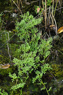 Club/firmmoss cluster, Minggre, Arfak Mountains, Papua  Arfak Mountains,Australia (continent),Geotagged,Indonesia,Minggre,New Guinea,Papua,Papua 2023,Spring,Vogelkop,West Papua,Western New Guinea