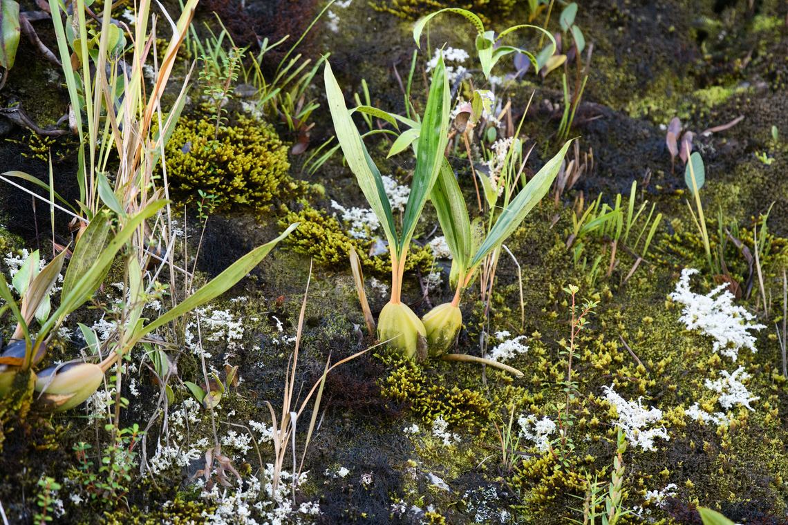 Orchid, Minggre, Arfak Mountains, Papua Not flowering, so likely impossible to identify the species. Arfak Mountains,Australia (continent),Geotagged,Indonesia,Minggre,New Guinea,Papua,Papua 2023,Spring,Vogelkop,West Papua,Western New Guinea