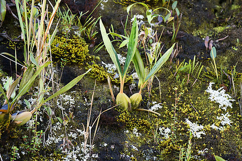 Orchid, Minggre, Arfak Mountains, Papua Not flowering, so likely impossible to identify the species. Arfak Mountains,Australia (continent),Geotagged,Indonesia,Minggre,New Guinea,Papua,Papua 2023,Spring,Vogelkop,West Papua,Western New Guinea