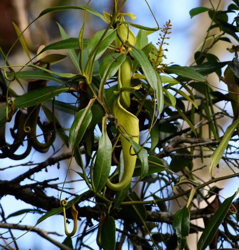 Nepenthes maxima - closeup, Minggre, Arfak Mountains, Papua Large cluster of pitcher plants up in a tree. Note that Nepenthes maxima is a species complex with many sub species and hybrids.<br />
<figure class="photo"><a href="https://www.jungledragon.com/image/158389/nepenthes_maxima_minggre_arfak_mountains_papua.html" title="Nepenthes maxima, Minggre, Arfak Mountains, Papua"><img src="https://s3.amazonaws.com/media.jungledragon.com/images/2/158389_thumb.jpg?AWSAccessKeyId=05GMT0V3GWVNE7GGM1R2&Expires=1767225610&Signature=ELwtTyfFHbsH8IrK7psxyxGMEC4%3D" width="200" height="168" alt="Nepenthes maxima, Minggre, Arfak Mountains, Papua Large cluster of pitcher plants up in a tree. Note that Nepenthes maxima is a species complex with many sub species and hybrids.<br />
https://www.jungledragon.com/image/158388/nepenthes_maxima_-_closeup_minggre_arfak_mountains_papua.html Arfak Mountains,Australia (continent),Geotagged,Indonesia,Minggre,Nepenthes maxima,New Guinea,Papua,Papua 2023,Spring,Vogelkop,West Papua,Western New Guinea" /></a></figure> Arfak Mountains,Australia (continent),Geotagged,Great Pitcher-Plant,Indonesia,Minggre,Nepenthes maxima,New Guinea,Papua,Papua 2023,Spring,Vogelkop,West Papua,Western New Guinea