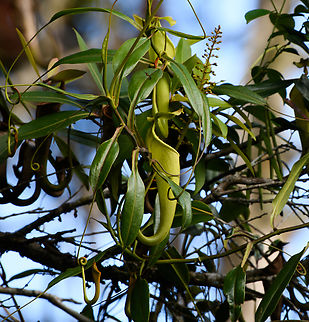 Nepenthes maxima - closeup, Minggre, Arfak Mountains, Papua Large cluster of pitcher plants up in a tree. Note that Nepenthes maxima is a species complex with many sub species and hybrids.
https://www.jungledragon.com/image/158389/nepenthes_maxima_minggre_arfak_mountains_papua.html Arfak Mountains,Australia (continent),Geotagged,Great Pitcher-Plant,Indonesia,Minggre,Nepenthes maxima,New Guinea,Papua,Papua 2023,Spring,Vogelkop,West Papua,Western New Guinea