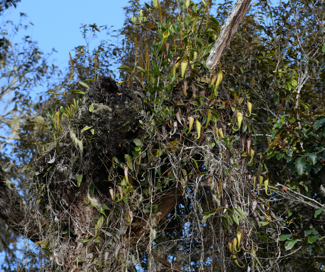 Nepenthes maxima, Minggre, Arfak Mountains, Papua Large cluster of pitcher plants up in a tree. Note that Nepenthes maxima is a species complex with many sub species and hybrids.<br />
<figure class="photo"><a href="https://www.jungledragon.com/image/158388/nepenthes_maxima_-_closeup_minggre_arfak_mountains_papua.html" title="Nepenthes maxima - closeup, Minggre, Arfak Mountains, Papua"><img src="https://s3.amazonaws.com/media.jungledragon.com/images/2/158388_thumb.jpg?AWSAccessKeyId=05GMT0V3GWVNE7GGM1R2&Expires=1767225610&Signature=svhN9yh2qretm%2BQDOXG2H2DYZe8%3D" width="146" height="152" alt="Nepenthes maxima - closeup, Minggre, Arfak Mountains, Papua Large cluster of pitcher plants up in a tree. Note that Nepenthes maxima is a species complex with many sub species and hybrids.<br />
https://www.jungledragon.com/image/158389/nepenthes_maxima_minggre_arfak_mountains_papua.html Arfak Mountains,Australia (continent),Geotagged,Great Pitcher-Plant,Indonesia,Minggre,Nepenthes maxima,New Guinea,Papua,Papua 2023,Spring,Vogelkop,West Papua,Western New Guinea" /></a></figure> Arfak Mountains,Australia (continent),Geotagged,Indonesia,Minggre,Nepenthes maxima,New Guinea,Papua,Papua 2023,Spring,Vogelkop,West Papua,Western New Guinea