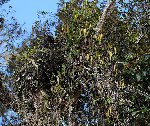 Nepenthes maxima, Minggre, Arfak Mountains, Papua Large cluster of pitcher plants up in a tree. Note that Nepenthes maxima is a species complex with many sub species and hybrids.
https://www.jungledragon.com/image/158388/nepenthes_maxima_-_closeup_minggre_arfak_mountains_papua.html Arfak Mountains,Australia (continent),Geotagged,Indonesia,Minggre,Nepenthes maxima,New Guinea,Papua,Papua 2023,Spring,Vogelkop,West Papua,Western New Guinea