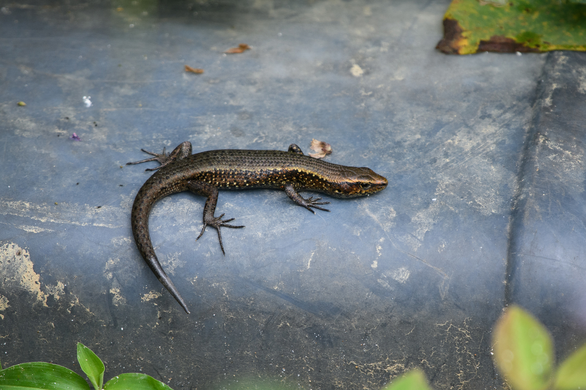 Emoia obscura, Minggre, Arfak Mountains, Papua Sunbathing on an old jerrycan. Arfak Mountains,Australia (continent),Emoia obscura,Geotagged,Indonesia,Minggre,New Guinea,Papua,Papua 2023,Spring,Vogelkop,West Papua,Western New Guinea