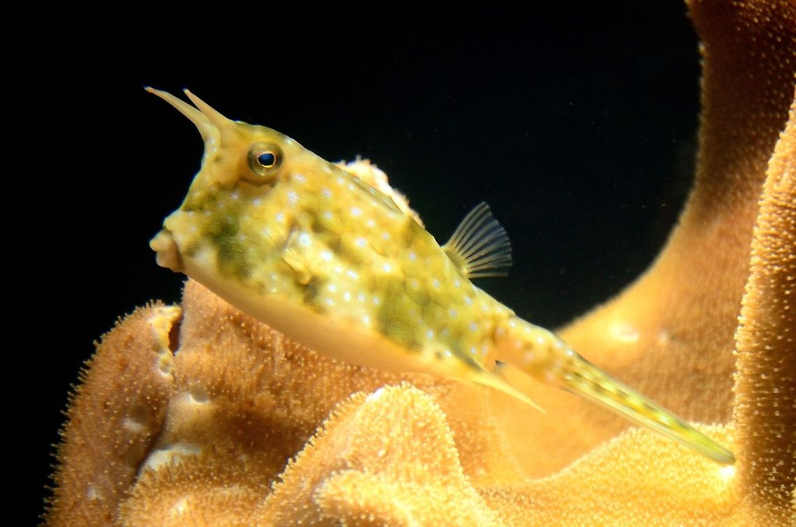 Longhorn cowfish (lactoria cornuta) Cowfish (part of the boxfish family) defending its coral home. Boxfish,Fish,Lactoria cornuta,Longhorn cowfish,Rhenen Zoo,Underwater,longhorn cowfish,zoo