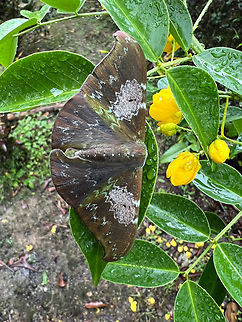 Tanaorhinus unipuncta - on plant, Minggre, Arfak Mountains, Papua  Arfak Mountains,Australia (continent),Geotagged,Indonesia,Minggre,New Guinea,Papua,Papua 2023,Spring,Tanaorhinus unipuncta,Vogelkop,West Papua,Western New Guinea