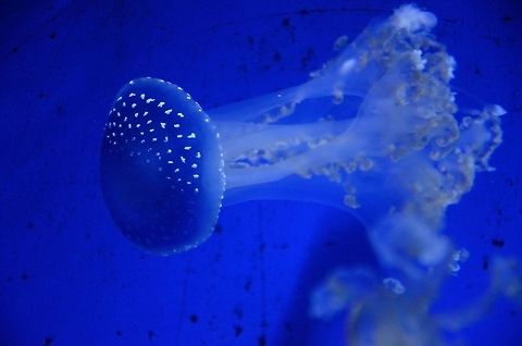 Jellyfish acquarium dance A jellyfish with a mushroom-like "head" fully stretched. Australian spotted jellyfish,Jellyfish,Marine,Phyllorhiza punctata,Rhenen Zoo,Underwater,White-spotted jellyfish,Zoo