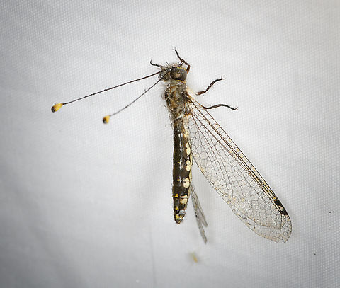 Owlfly, Minggre, Arfak Mountains, Papua  Arfak Mountains,Australia (continent),Geotagged,Indonesia,Minggre,New Guinea,Papua,Papua 2023,Spring,Vogelkop,West Papua,Western New Guinea