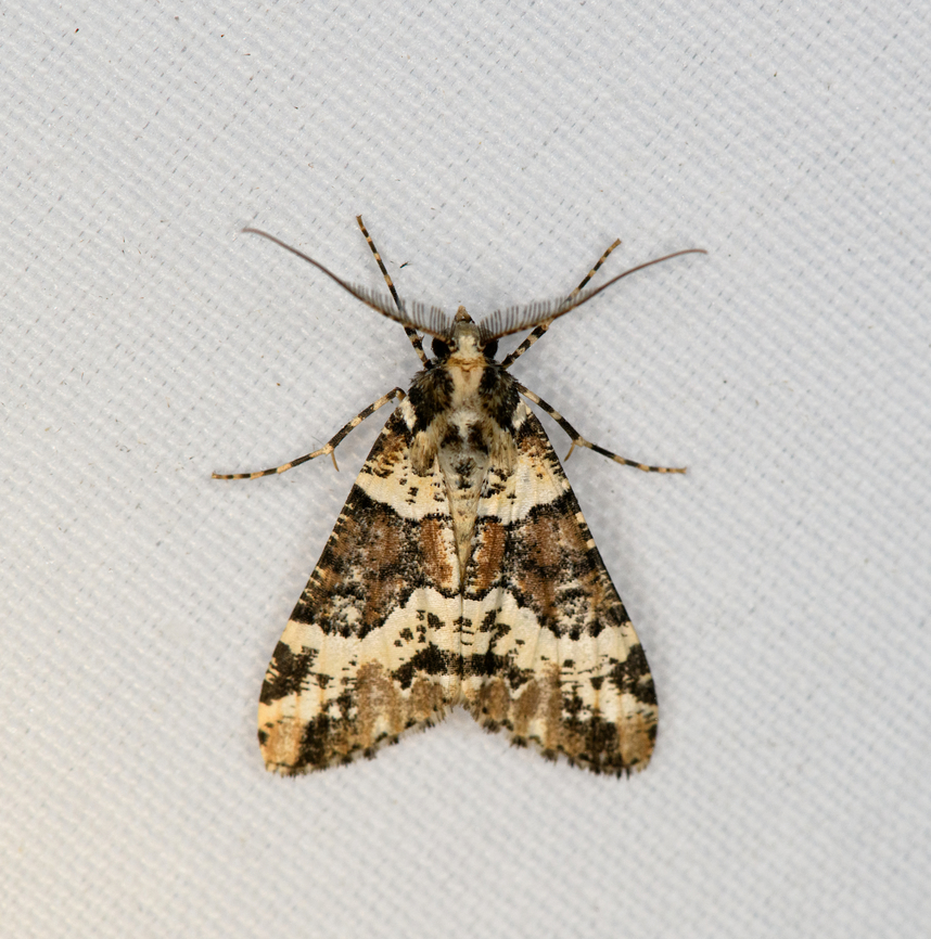 Alcis nigriscripta, Minggre, Arfak Mountains, Papua  Alcis nigriscripta,Arfak Mountains,Australia (continent),Geotagged,Indonesia,Minggre,New Guinea,Papua,Papua 2023,Spring,Vogelkop,West Papua,Western New Guinea