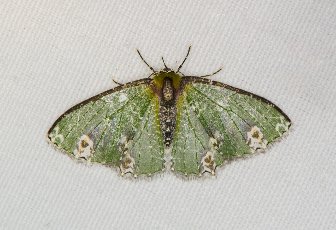 Eucyclodes isogamia, Minggre, Arfak Mountains, Papua  Arfak Mountains,Australia (continent),Eucyclodes isogamia,Geotagged,Indonesia,Minggre,New Guinea,Papua,Papua 2023,Spring,Vogelkop,West Papua,Western New Guinea
