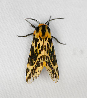 Spilosoma withaari