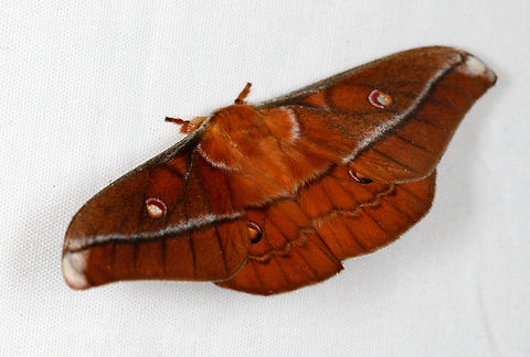 Neodiphthera, Minggre, Arfak Mountains, Papua Some good documentation on this genus here:
https://v3.boldsystems.org/index.php/Taxbrowser_Taxonpage?taxid=181945

There's at least 3-4 looking similar to the species on photo. Arfak Mountains,Australia (continent),Geotagged,Indonesia,Minggre,New Guinea,Papua,Papua 2023,Spring,Vogelkop,West Papua,Western New Guinea